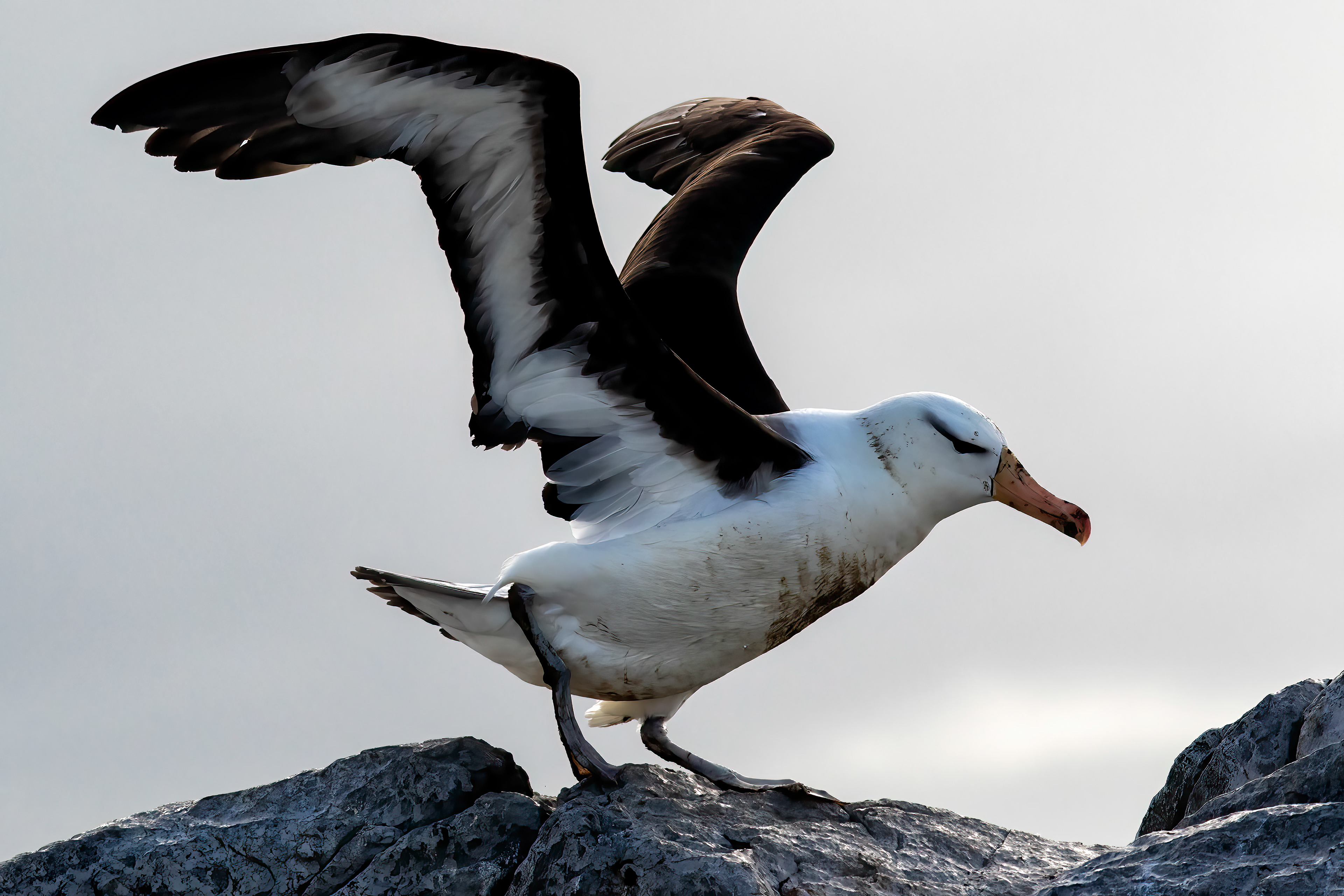 Black-browed Albatross - Falklands - RM
