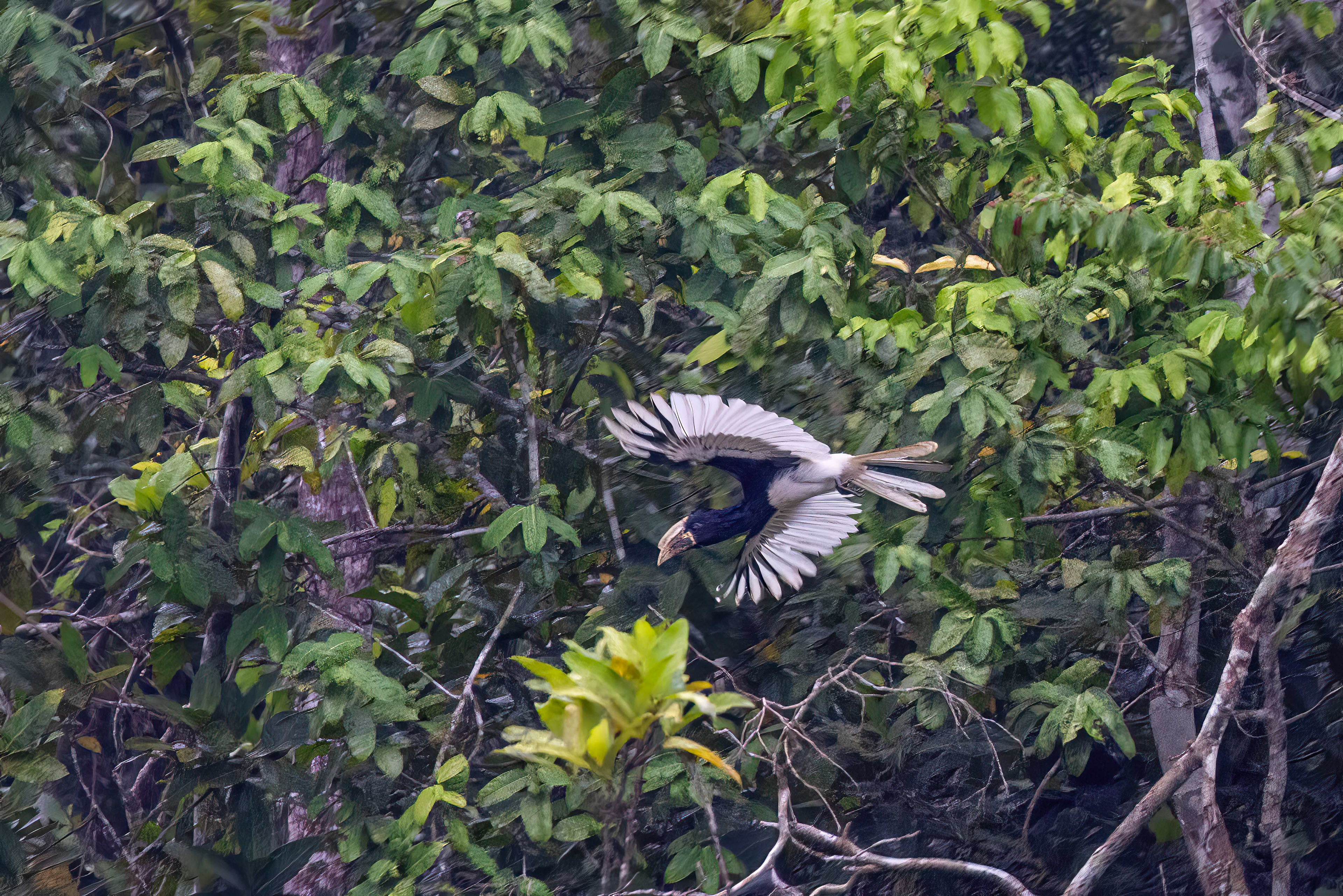 Pied Hornbill in flight - Odzala, Republic of Congo-RM