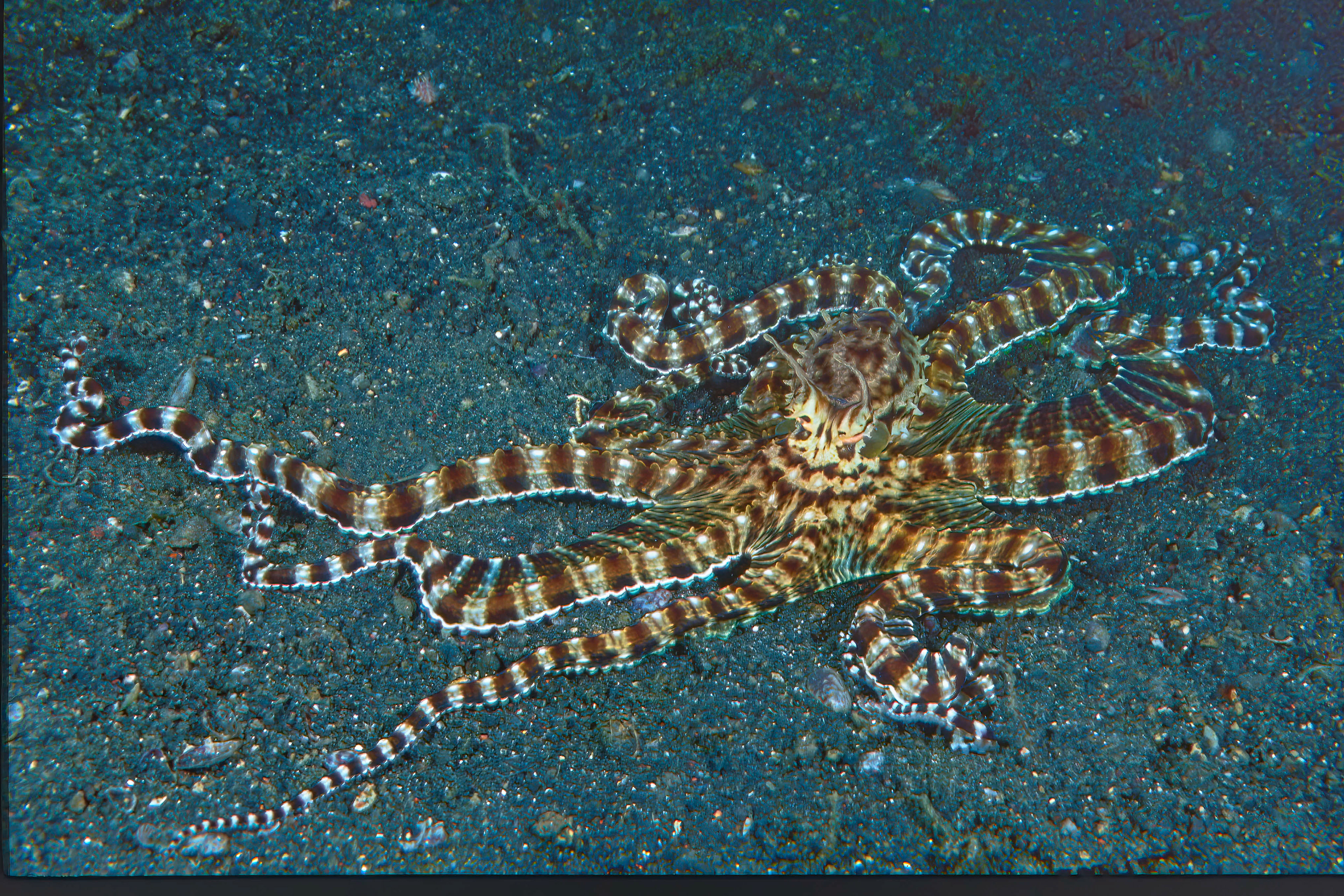 Mimic Octopus - Sulawesi, Indonesia