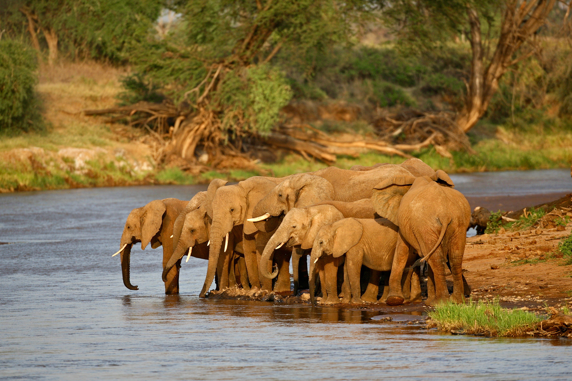 Elephant family drinking at the edge of the Ewaso Nyiro River - Samburu