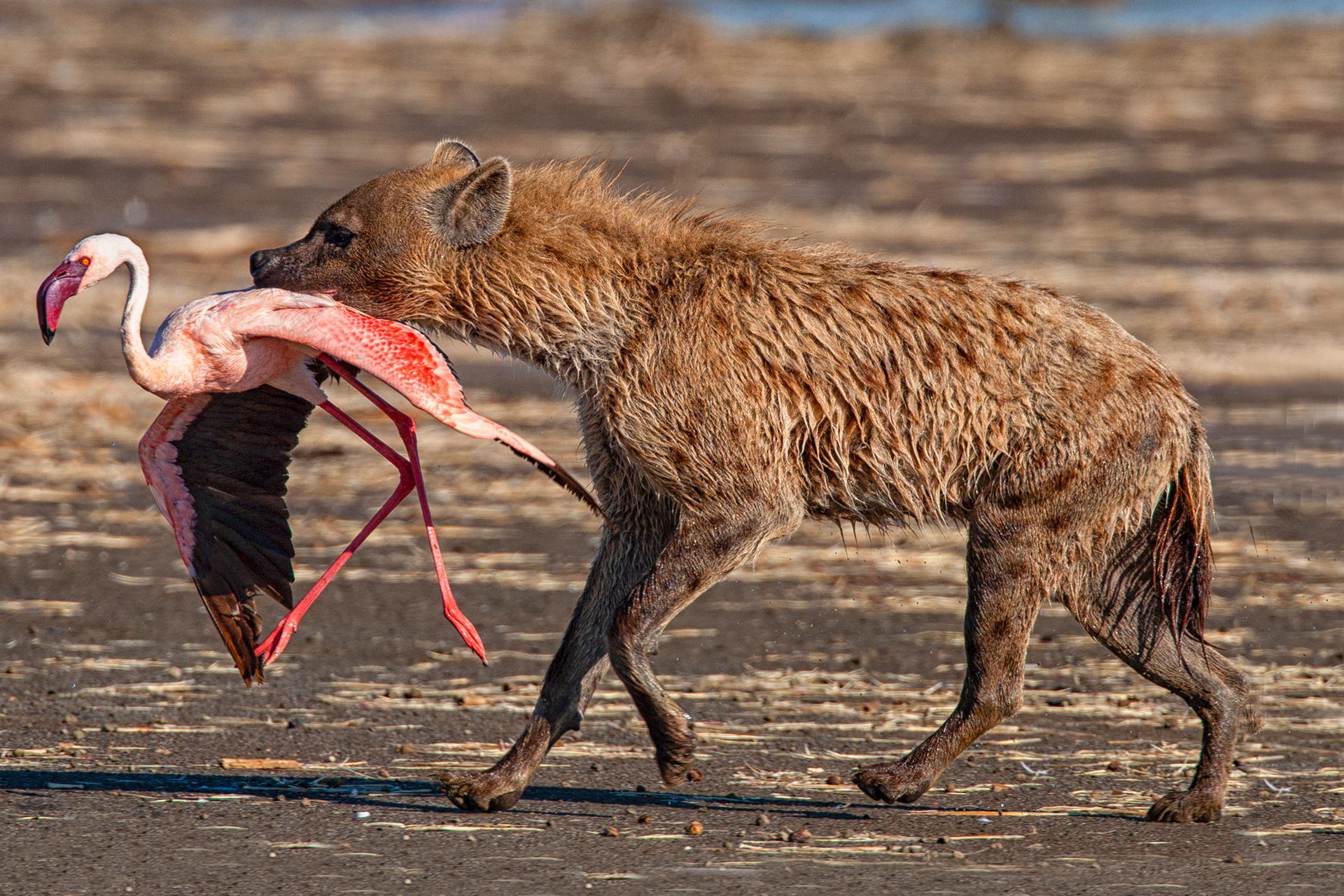 Spotted Hyena with a lesser Flamingo - Nakuru