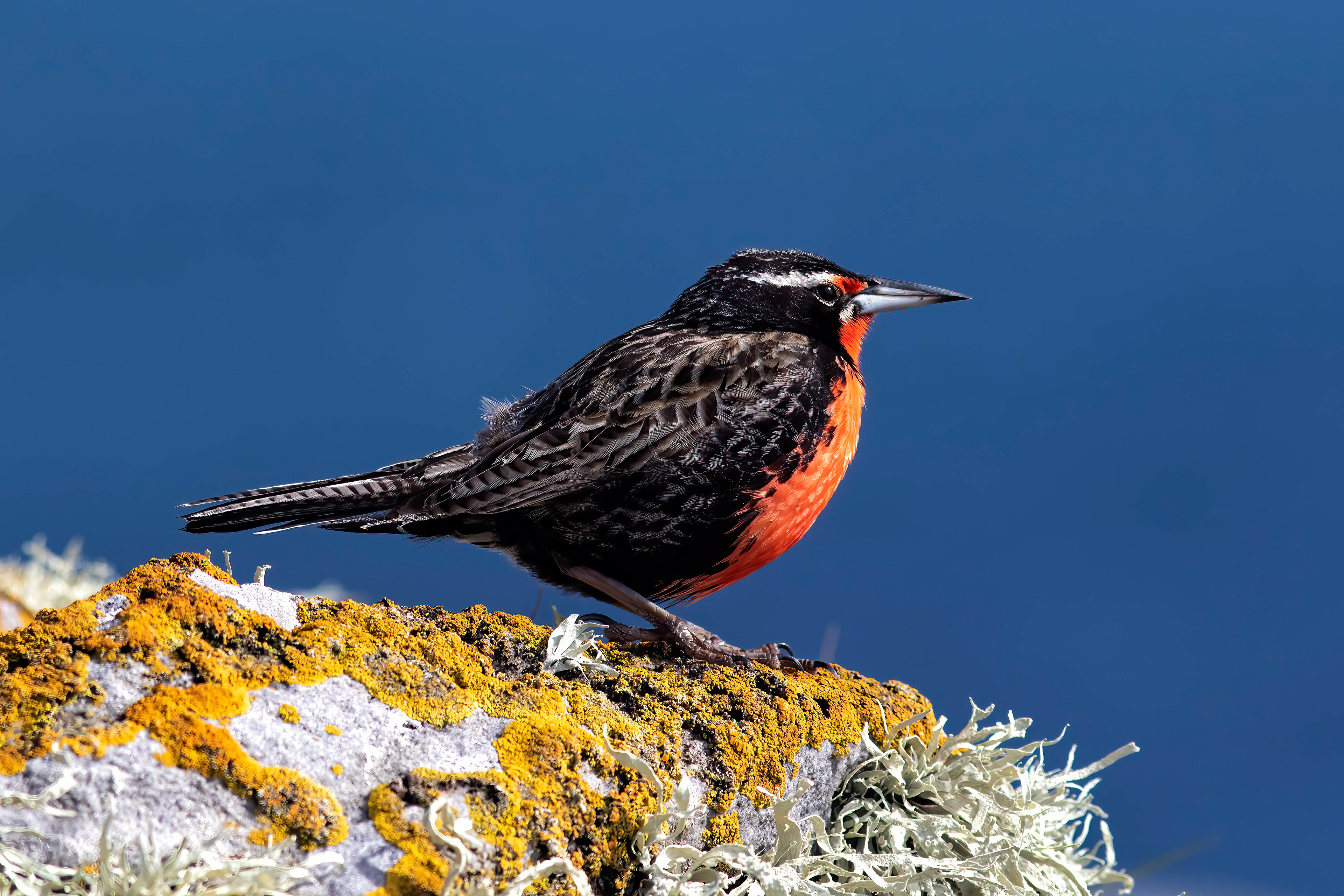 Long-tailed Meadowlark - Falklands - RM