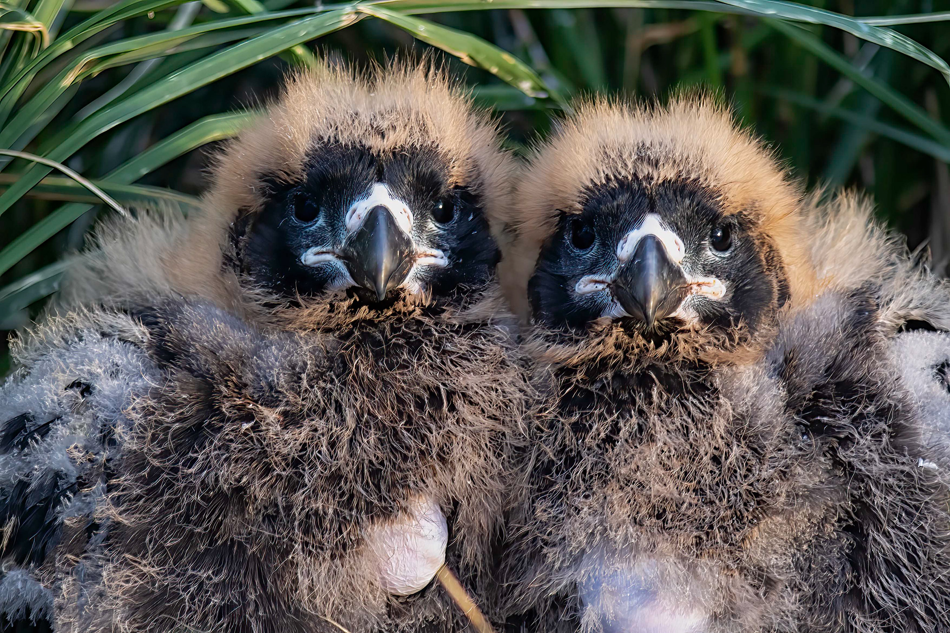 Young Striated Caracara chicks - Falklands - RM