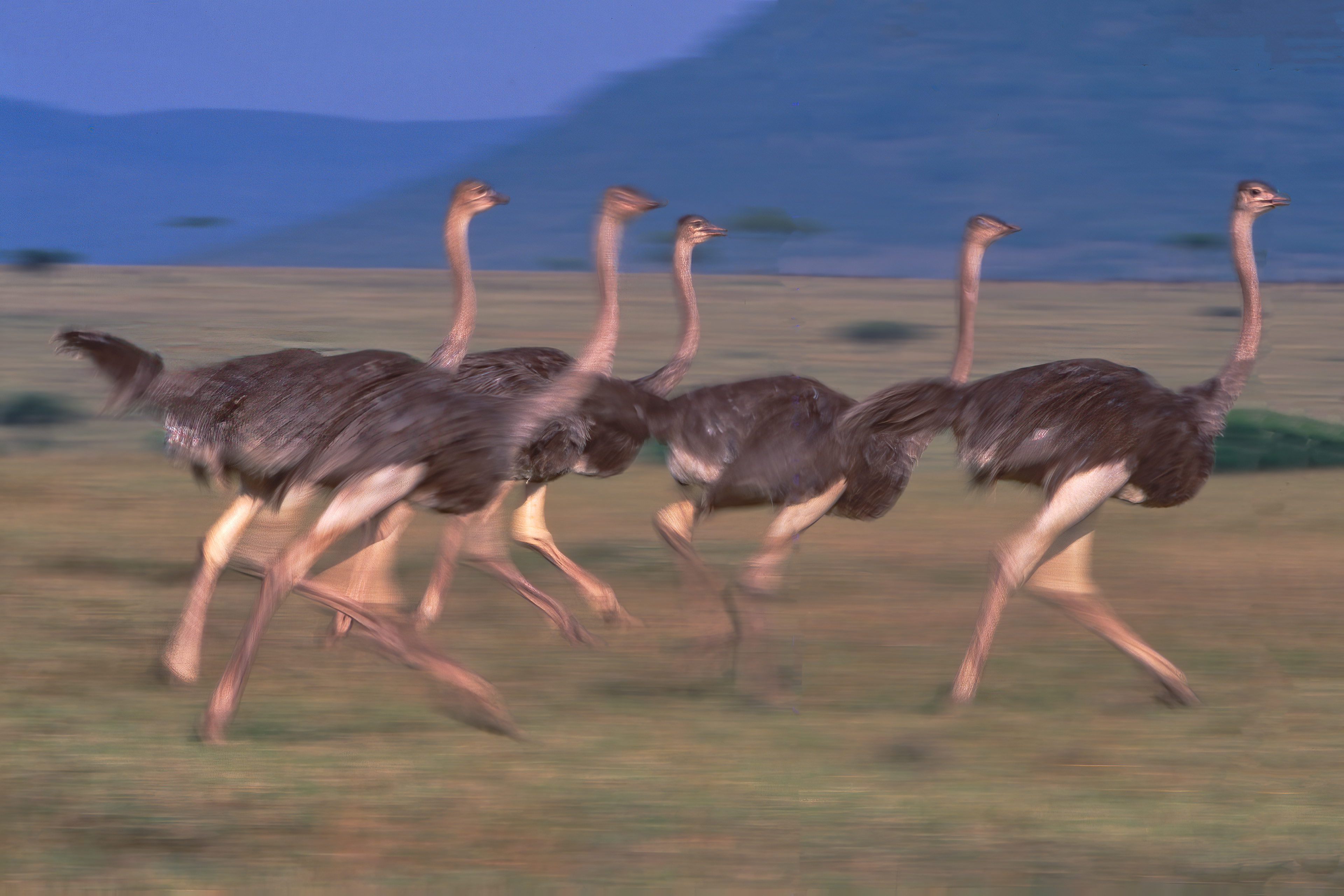 Somali Ostrich on the run - Masai Mara