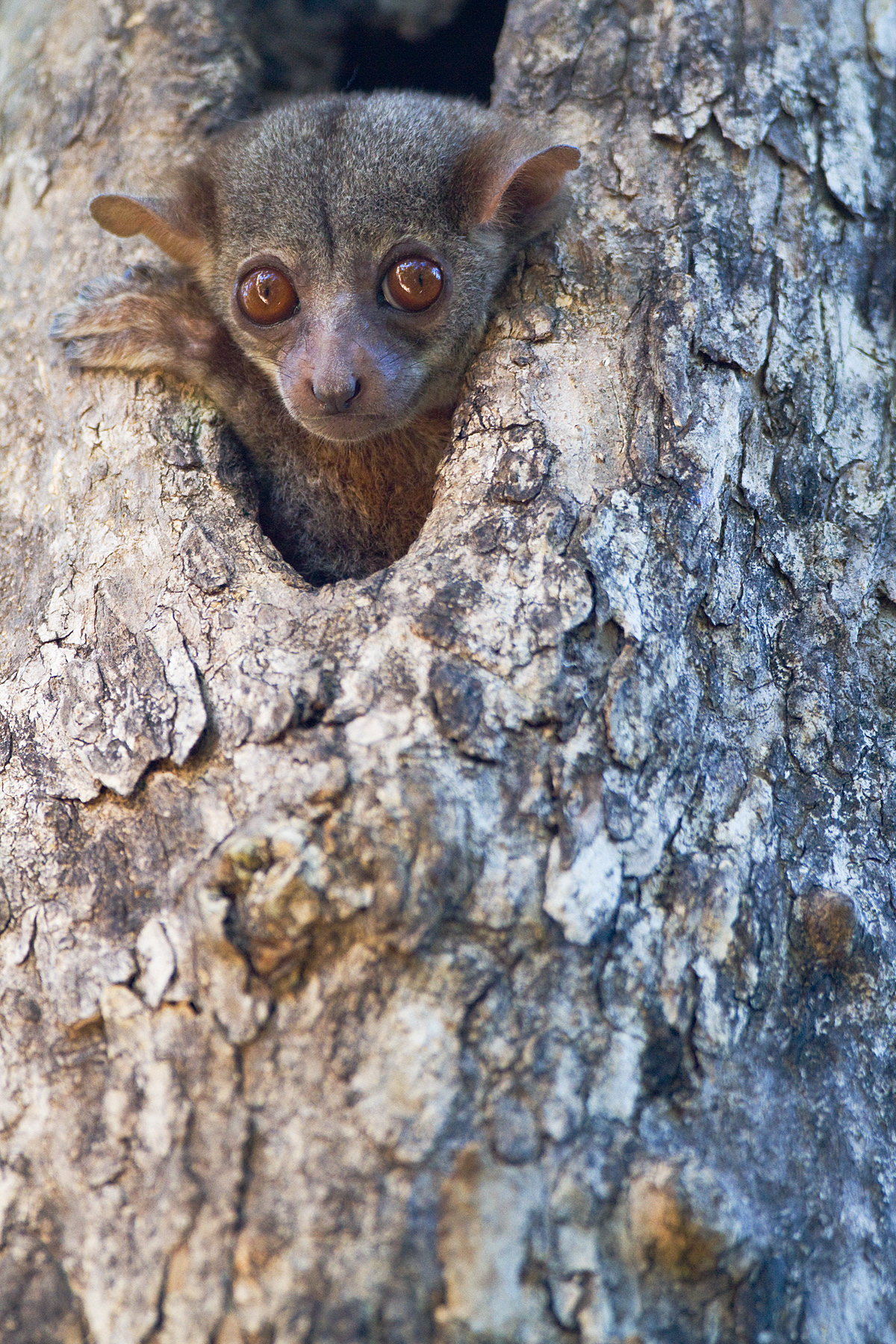 Mouse Lemur - Ankarafantsika