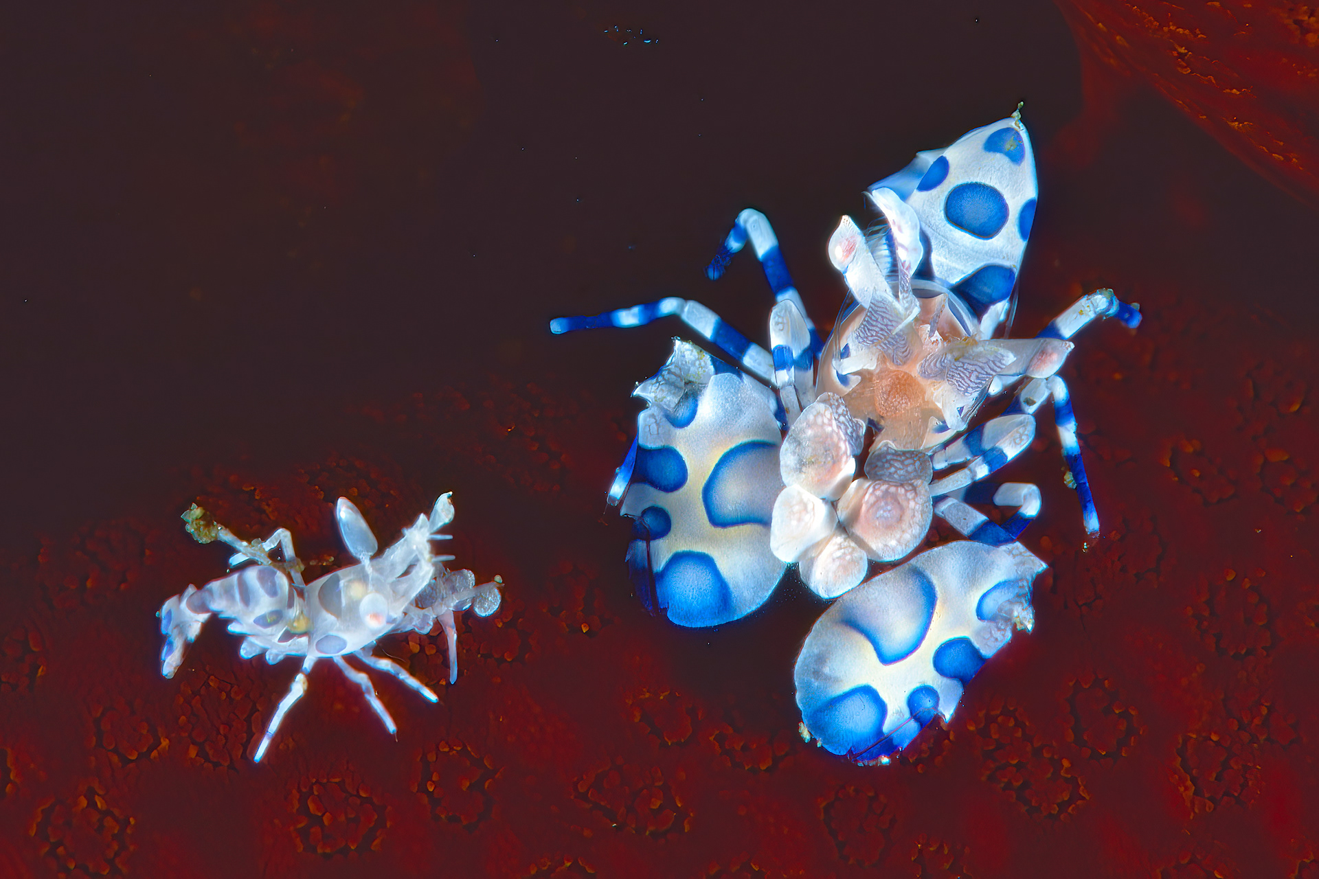 Harlequin Shrimp - Sulawesi, Indonesia