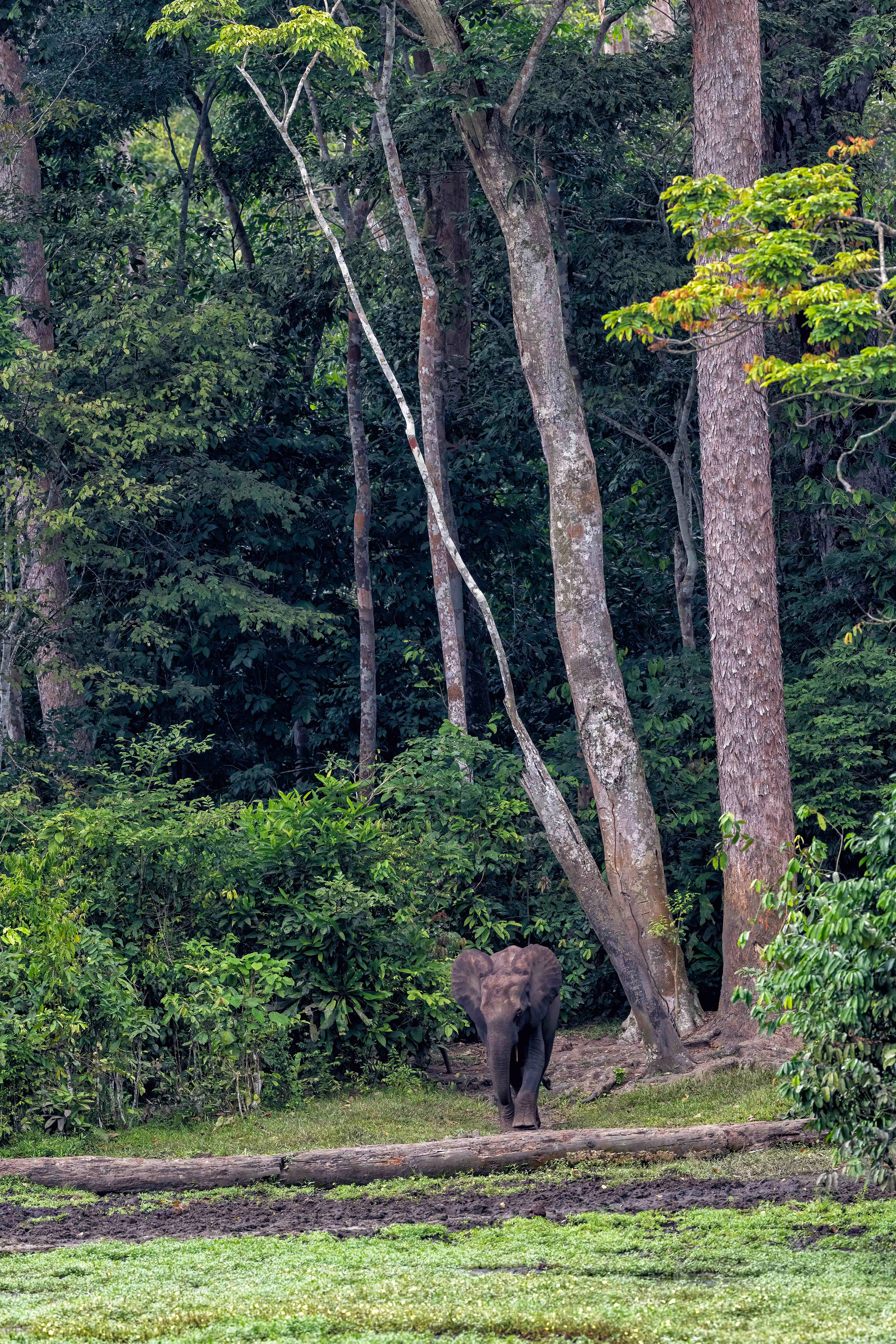 Forest Elephant - Odzala, Republic of Congo