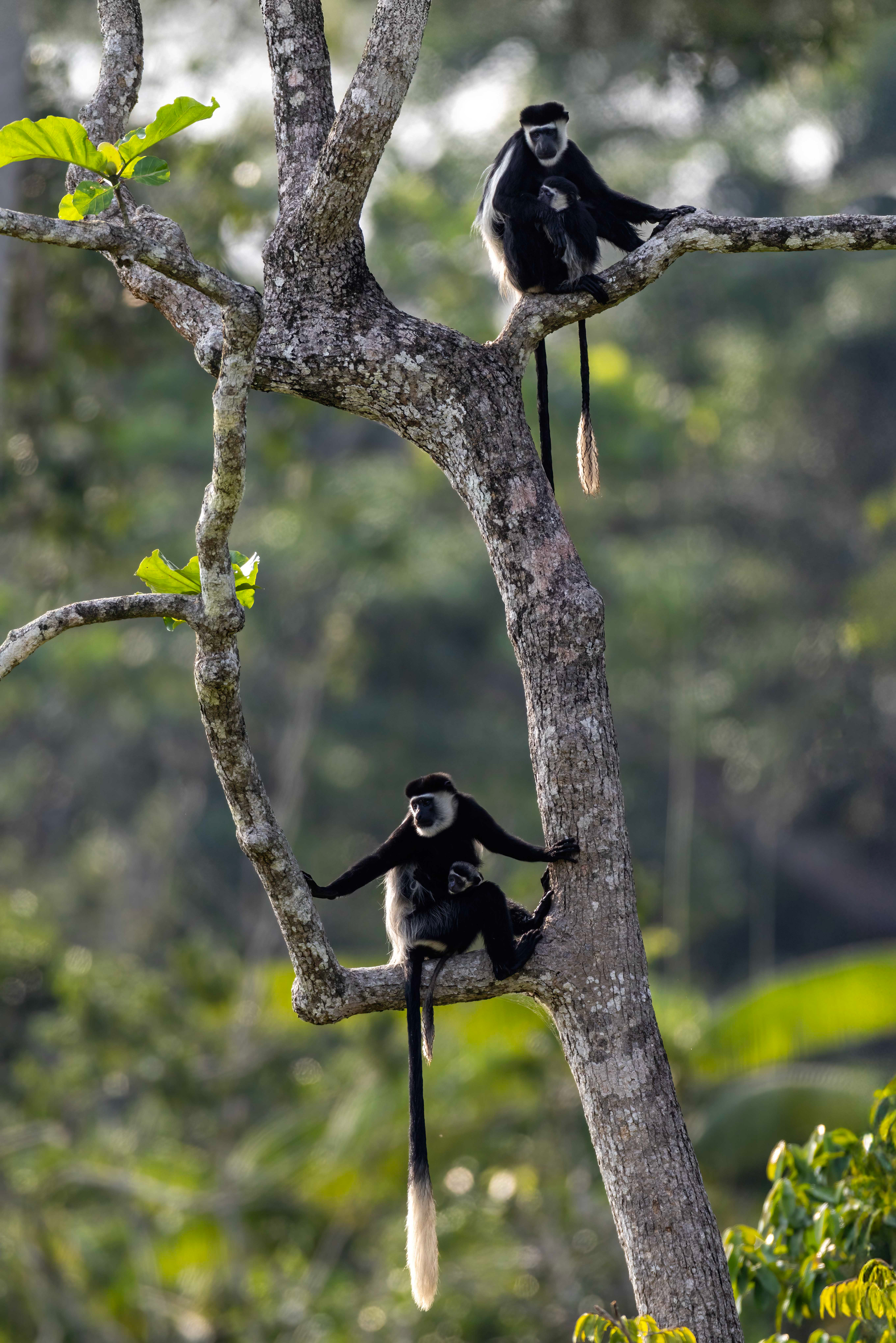 Black & White Colobus troop - Odzala, Republic of Congo