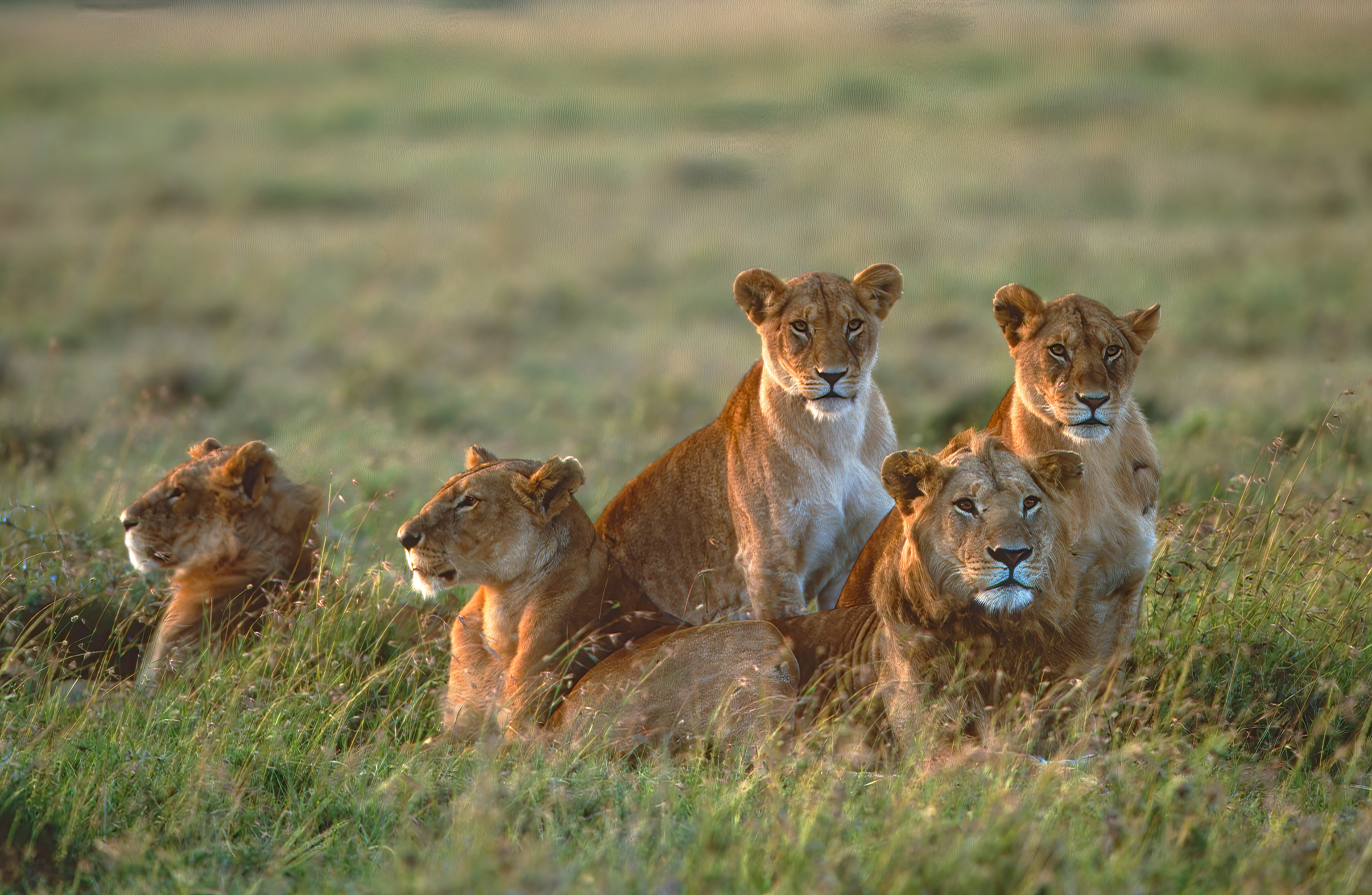 Lion family - Masai Mara