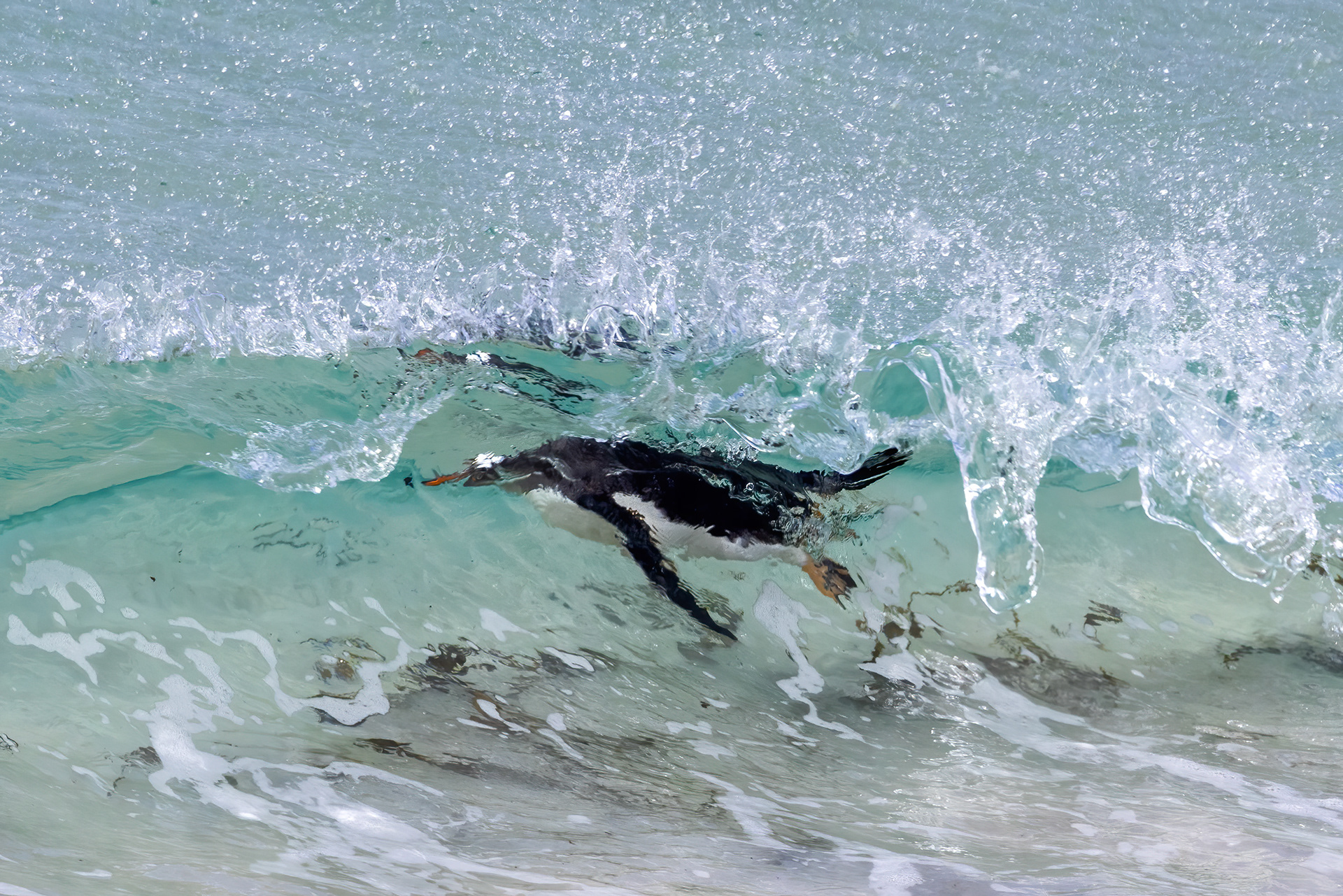 Gentoo Penguin playing in the breaking waves - Falklands - RM