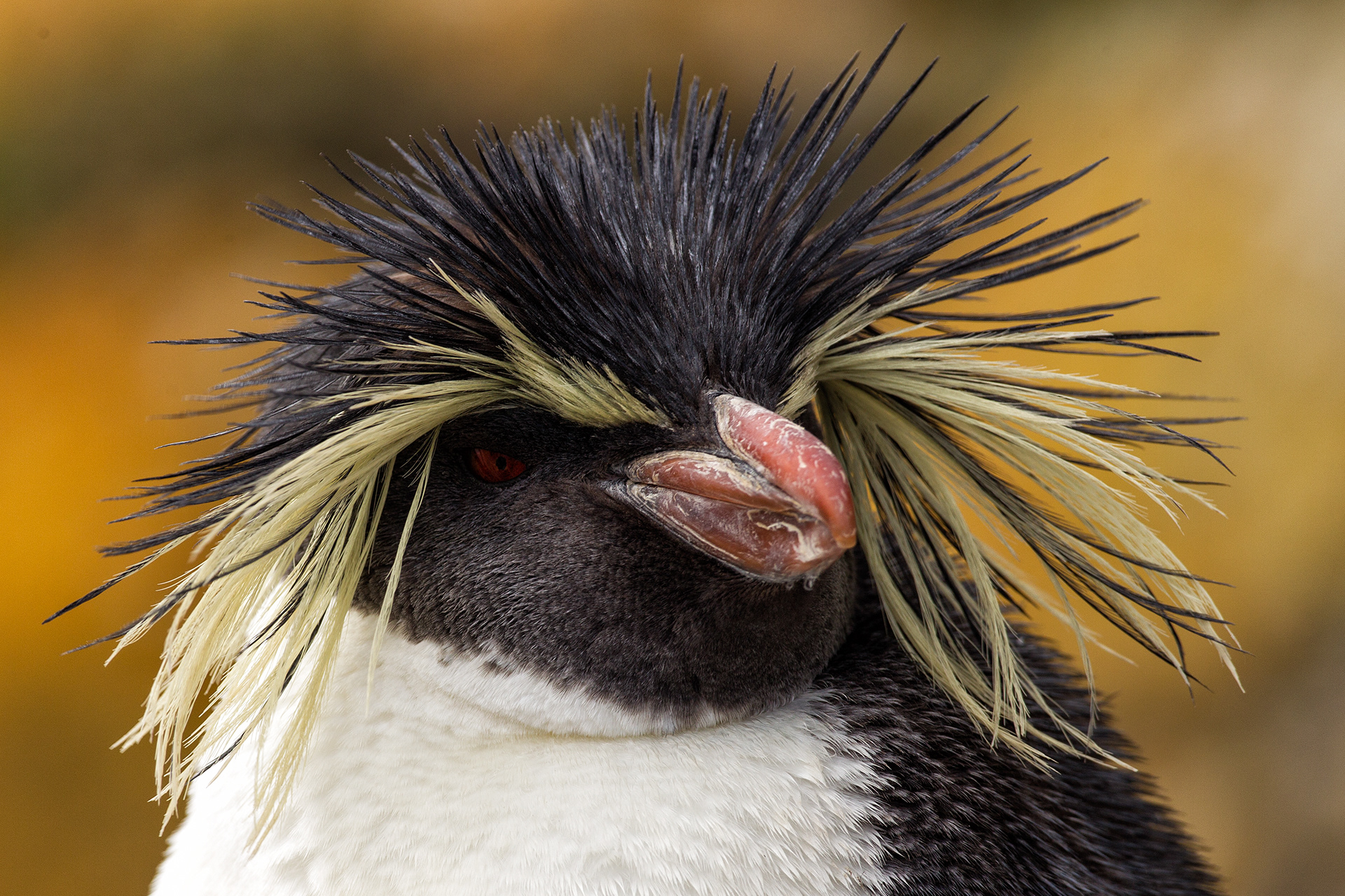 A very rare Northern Rockhopper Penguin - Falklands