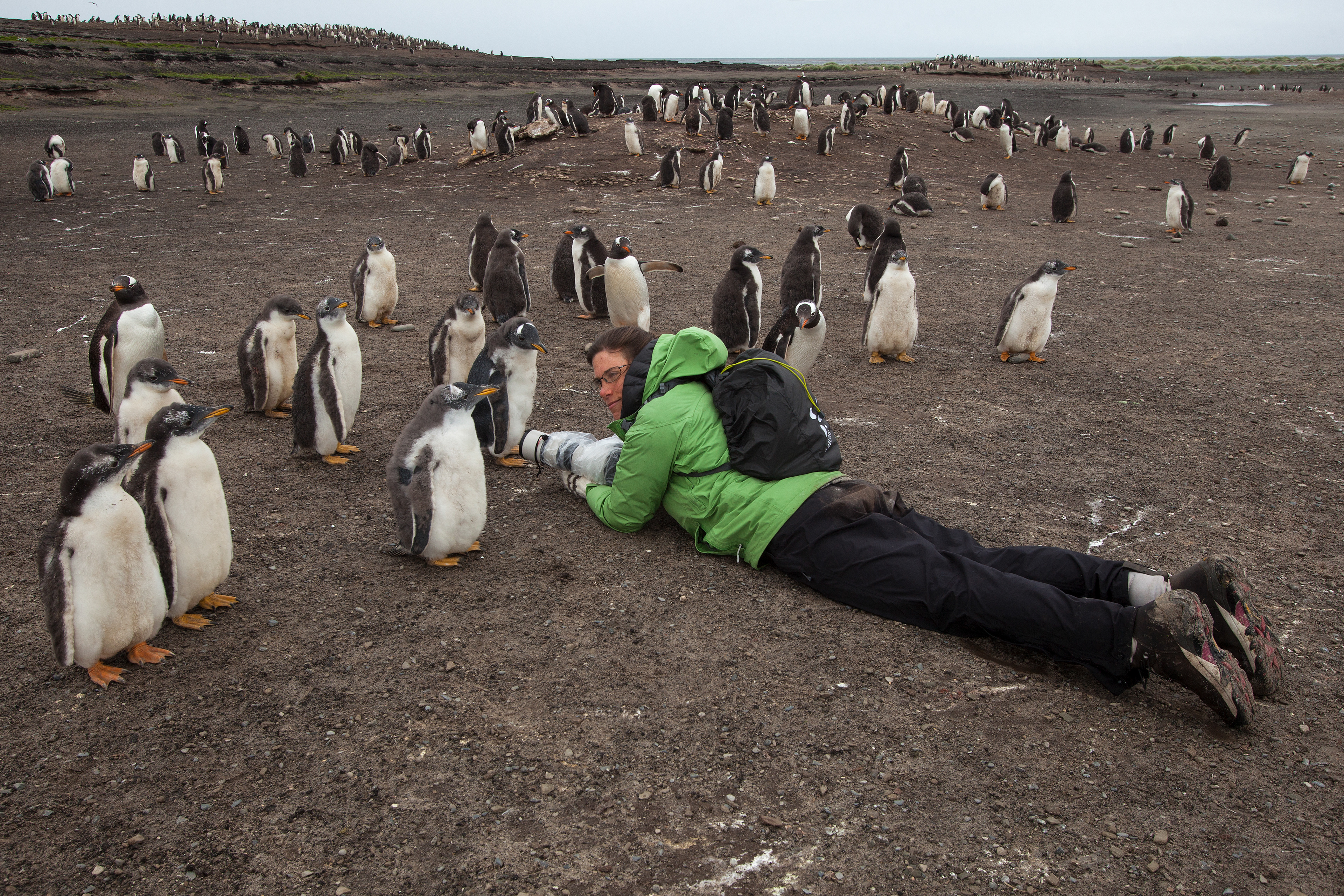 Gentoo chicks investigate Robin - Falklands