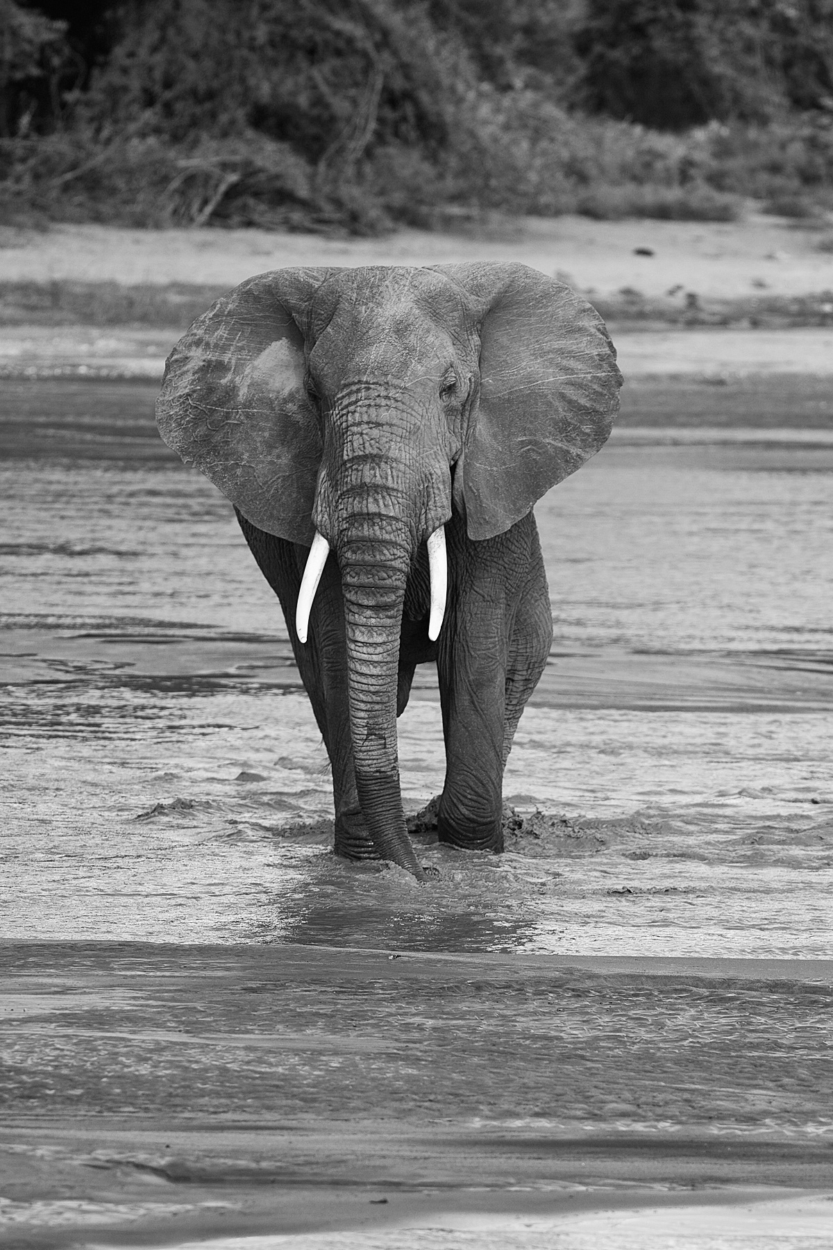 Bull Elephant crossing the Ewaso Nyiro River - Samburu