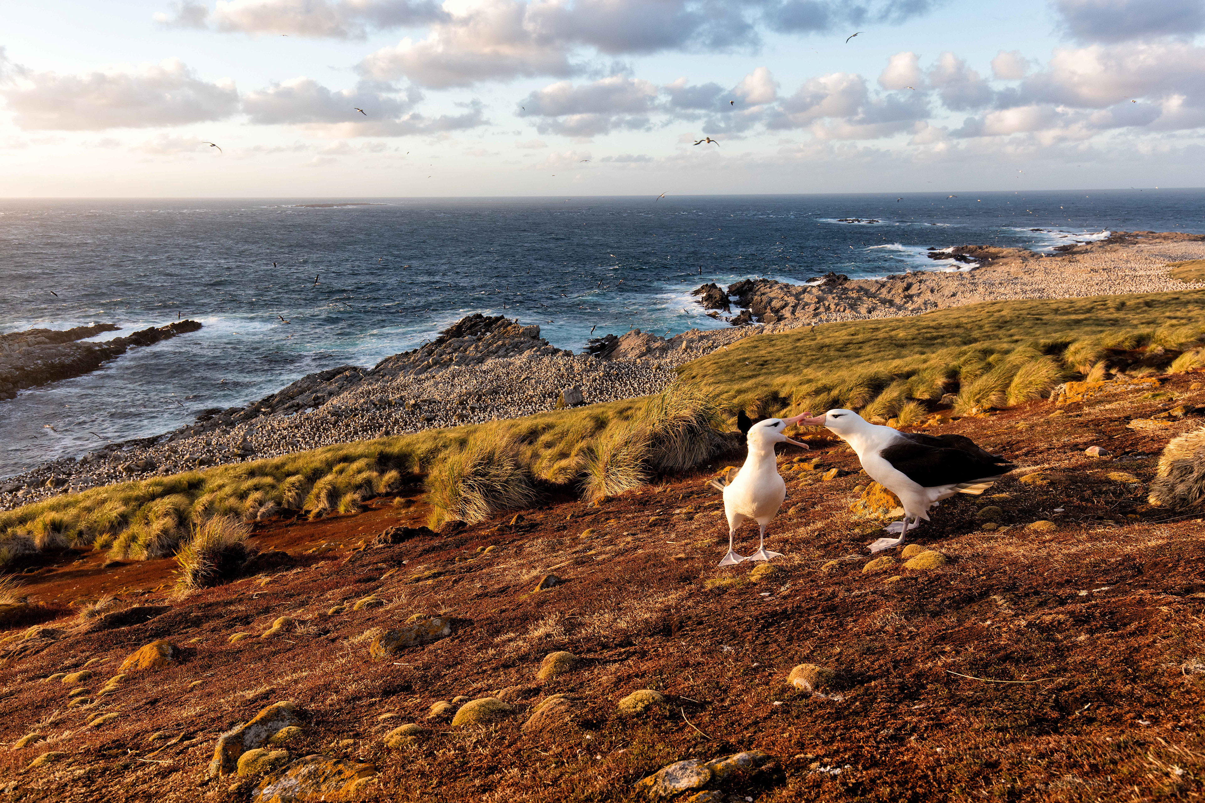 Black-browed Albatross courting with the huge colony in the distance - Falklands