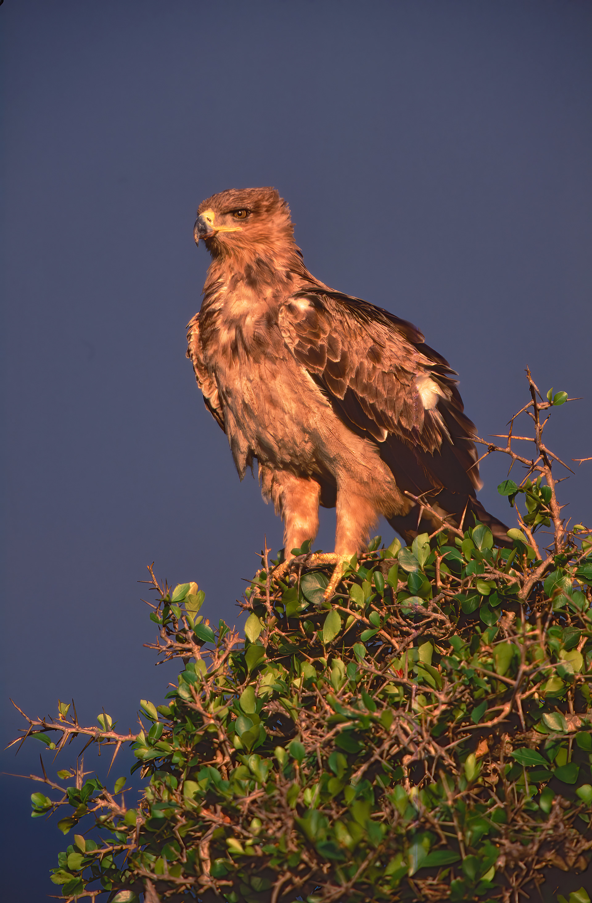 Tawny Eagle - Masai Mara