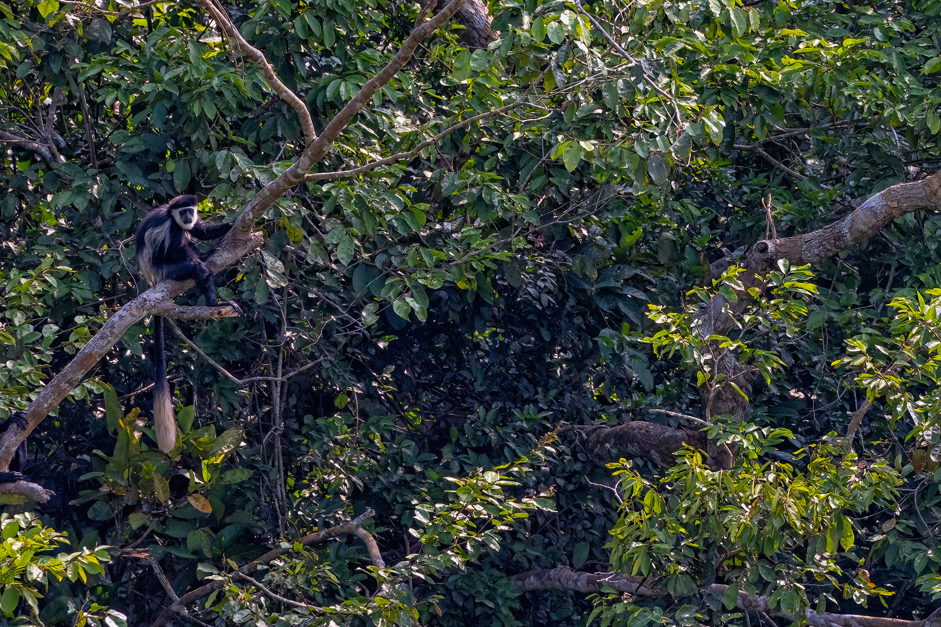 Black & White Colobus Monkey - Odzala, Republic of Congo - RM