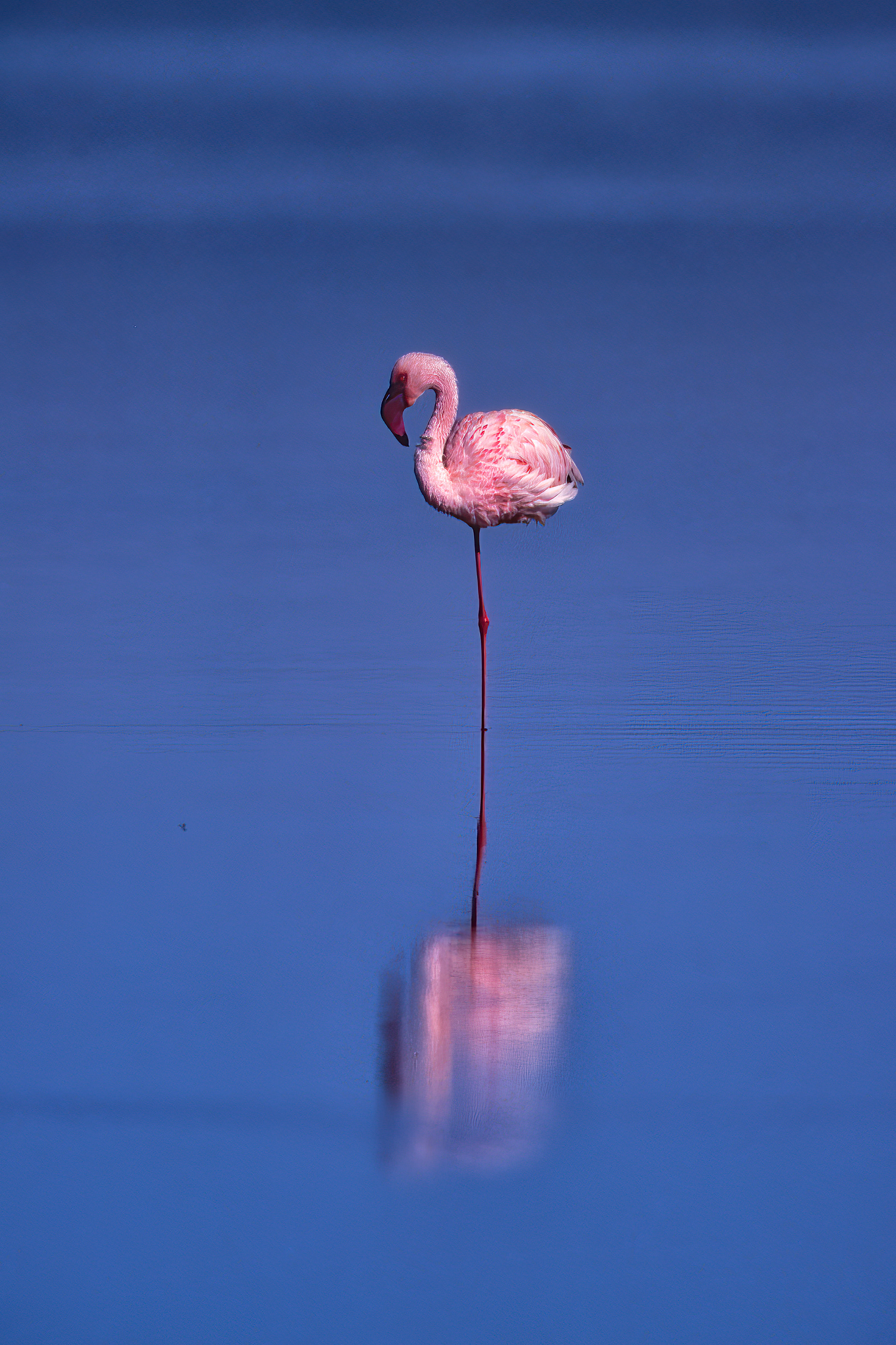 Greater Flamingo - Nakuru
