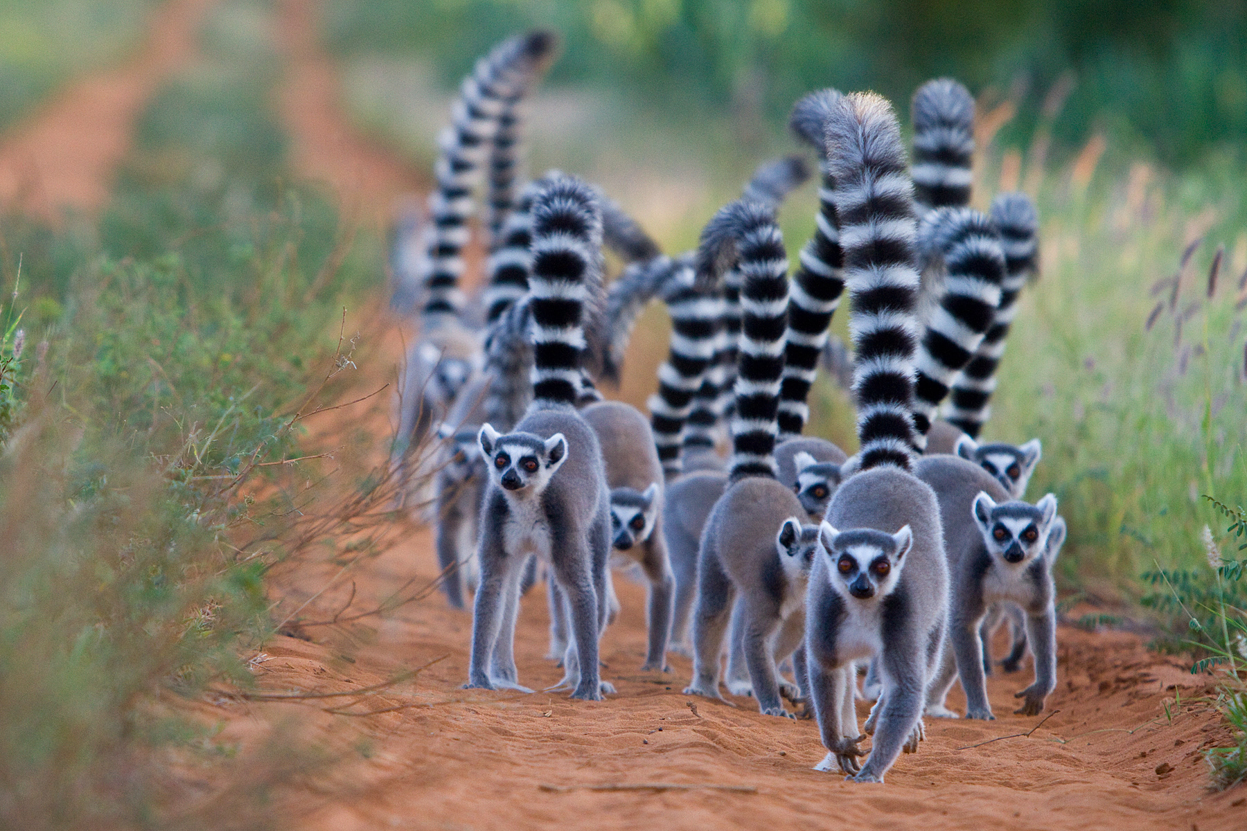 Being-tailed lemurs - Berenty