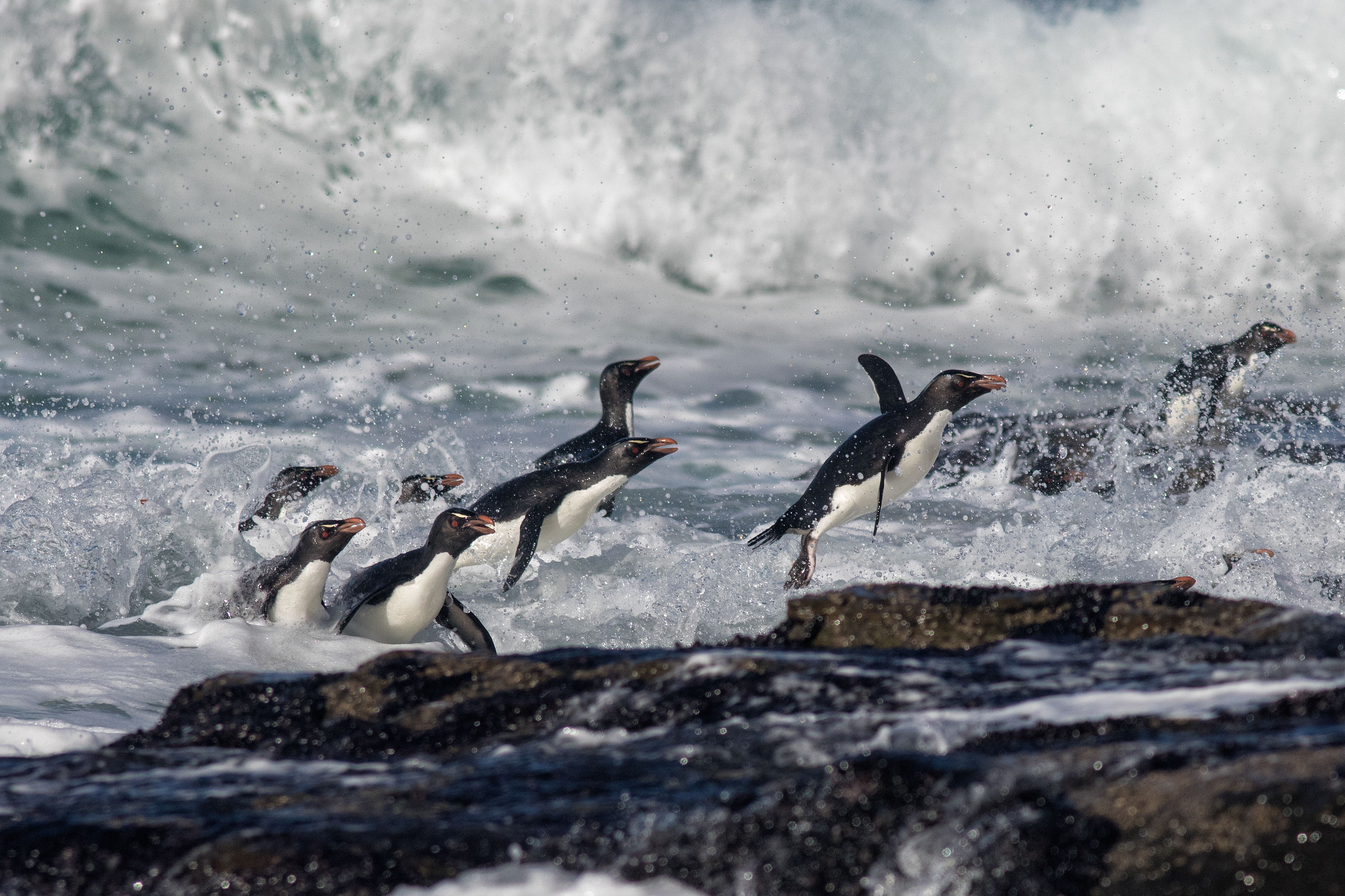 Rockhopper Penguins returning to shore in style - Falklands - RM