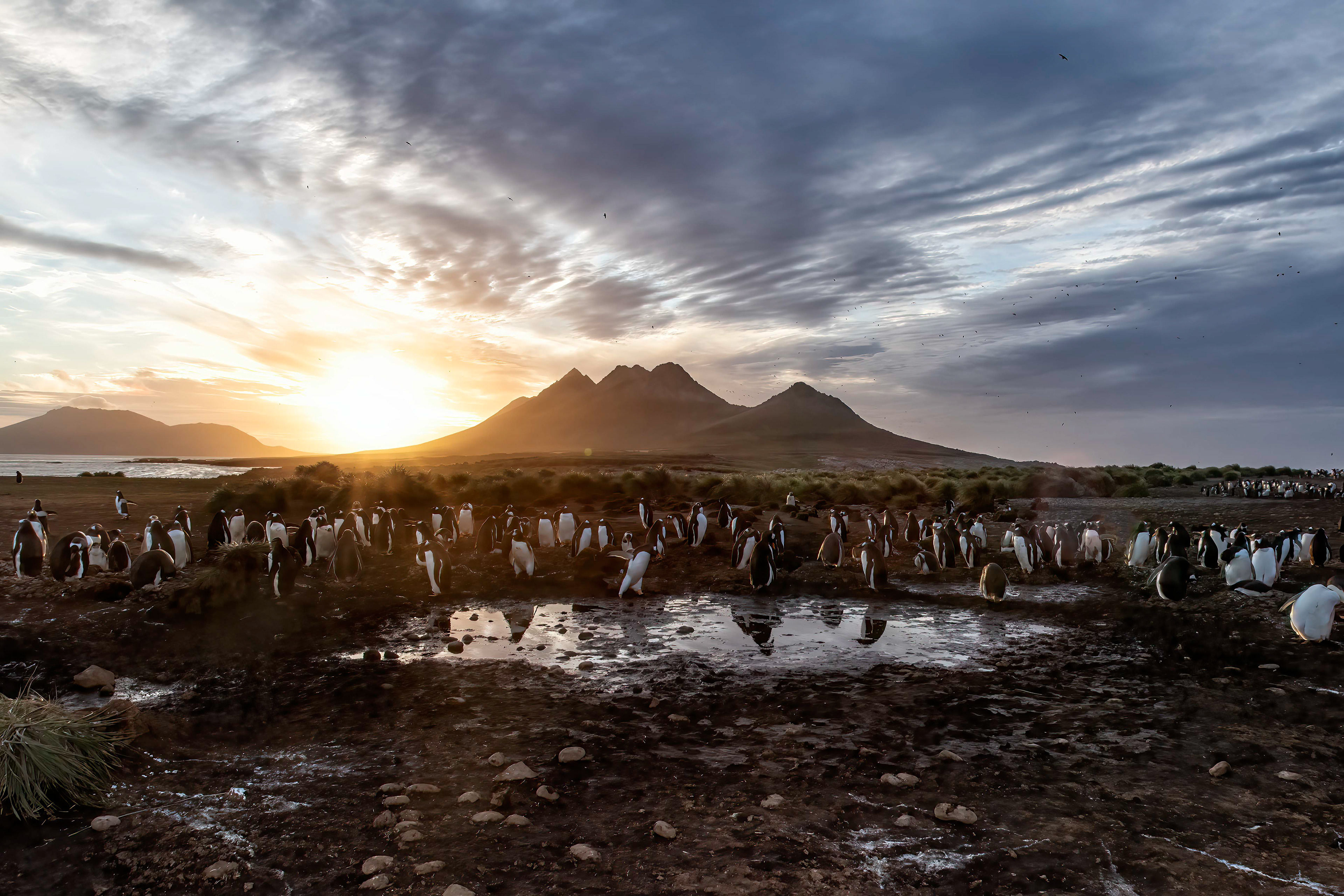 Sunrise over the Gentoo Penguin colony at Steeple Jason Island - Falklands - RM