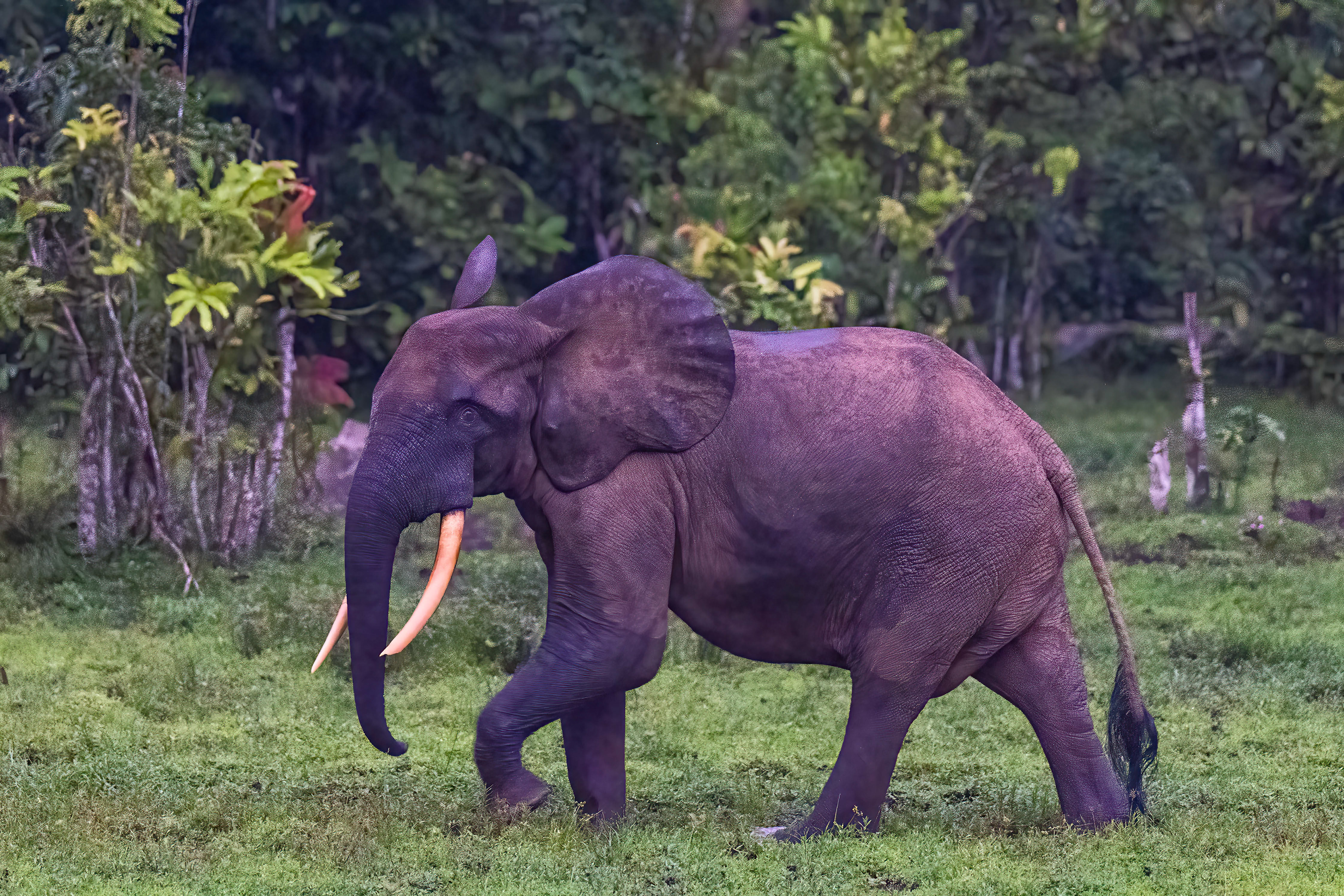 Forest Elephant departing Moba Pool in the early morning - Odzala, Republic of Congo