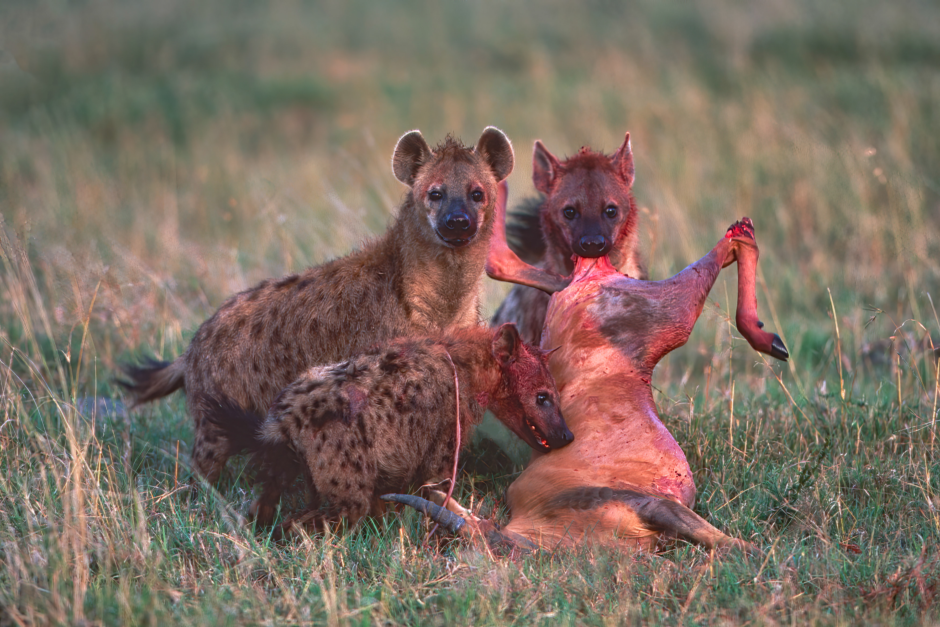 Spotted Hyenas killing an adult Topi - Masai Mara