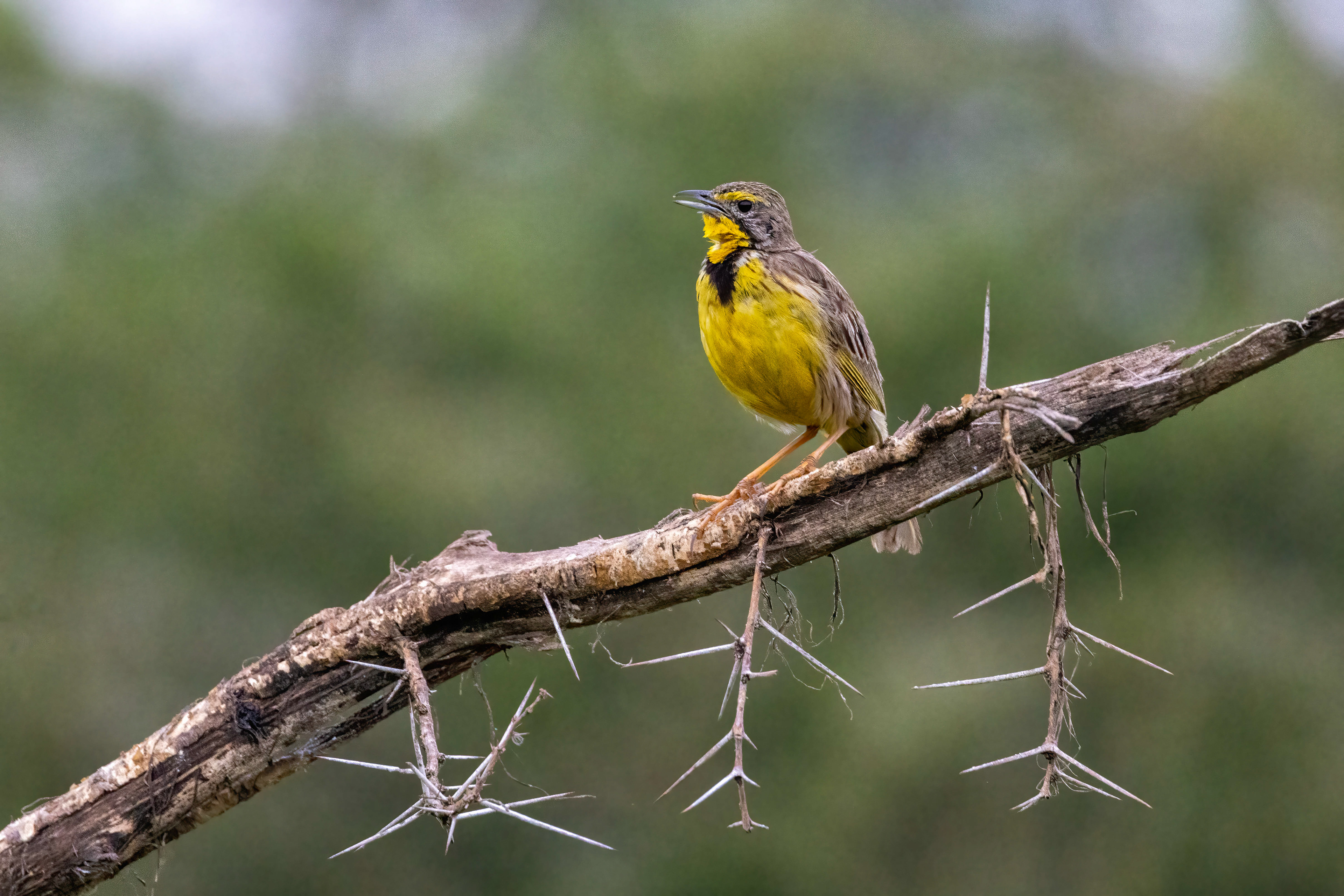Yellow-throated Long-claw - Ishasha, Uganda - RM