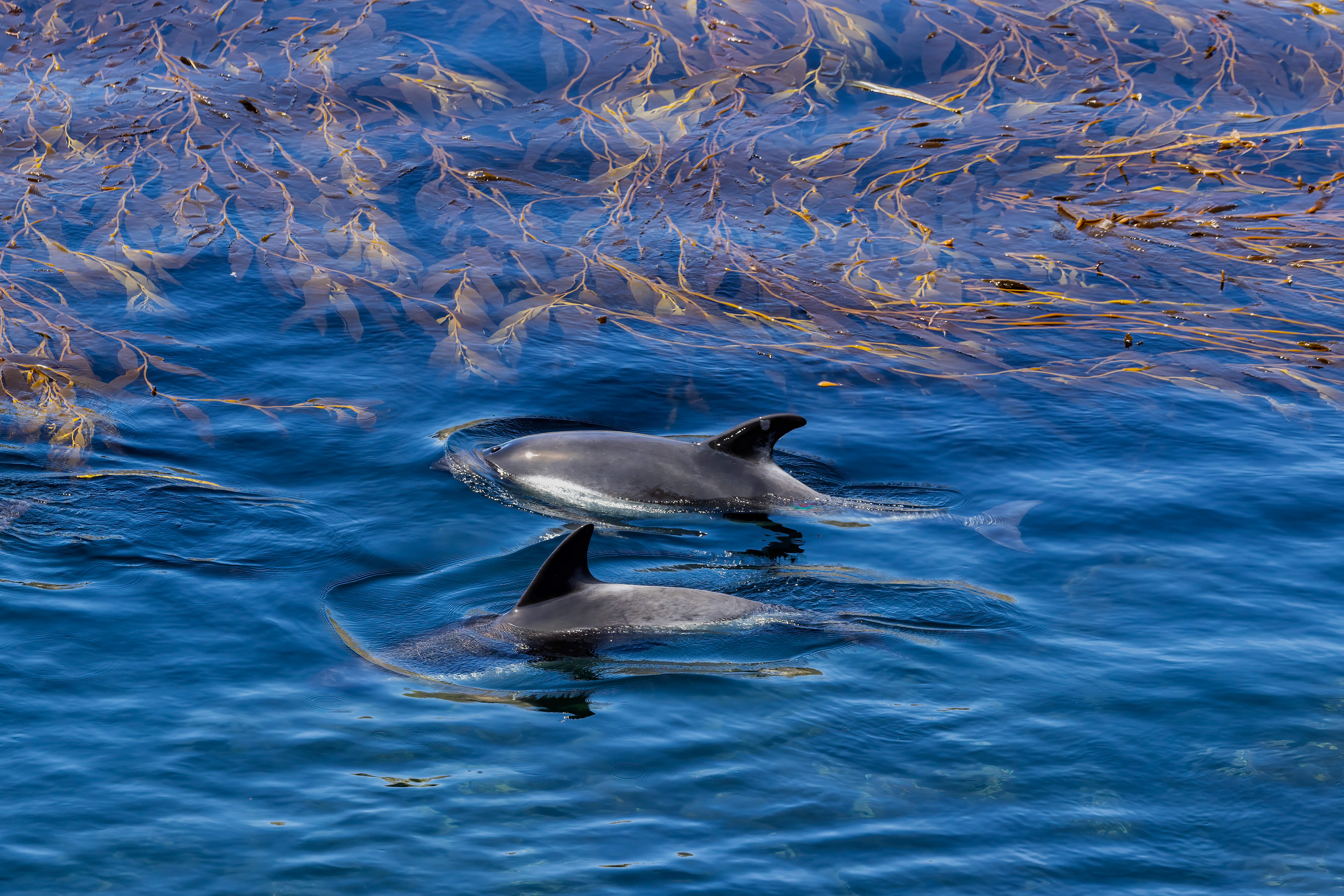 Peales Dolphins causing the kelp - falklands - RM