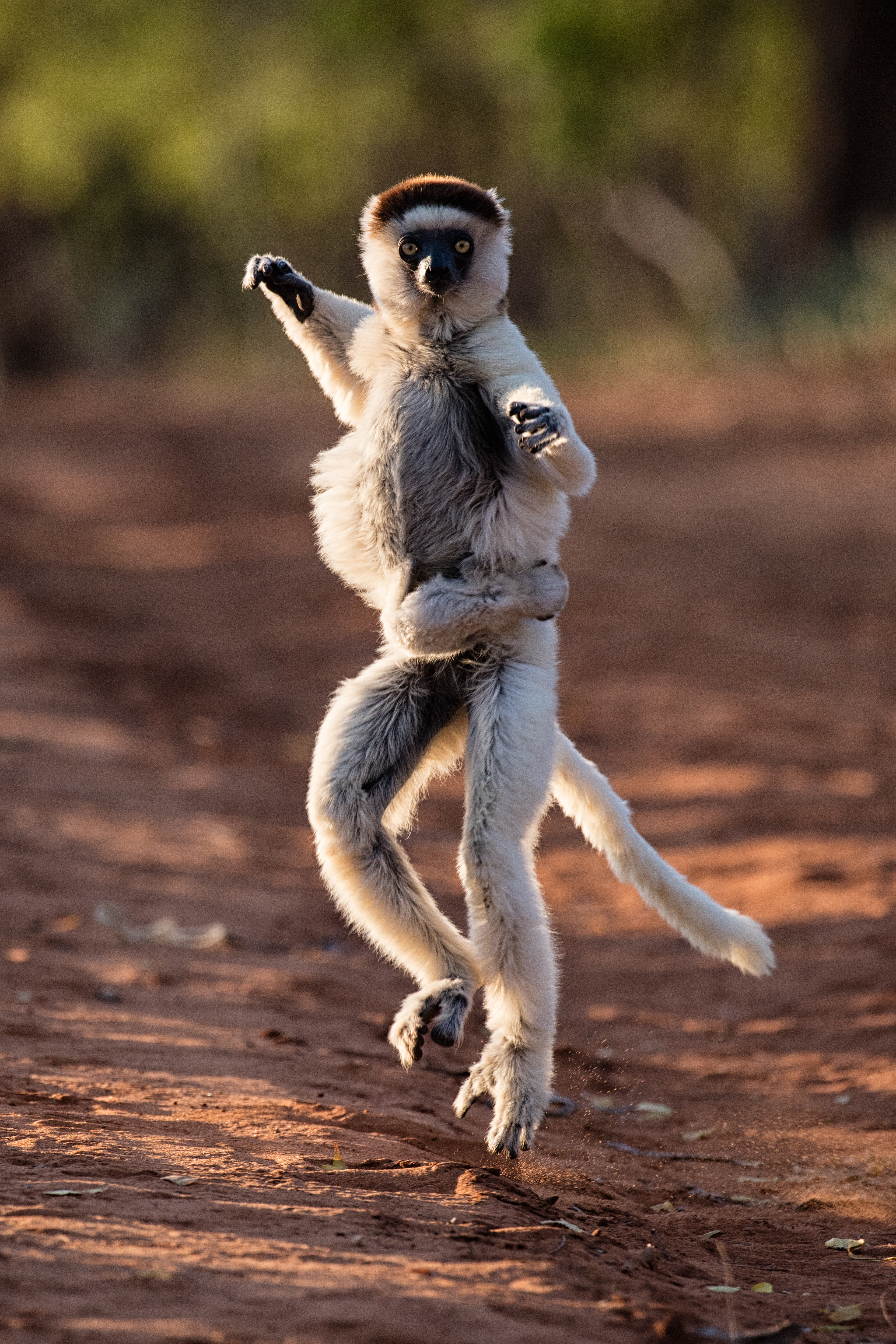 Verreaux's Sifaka with baby - Berenty