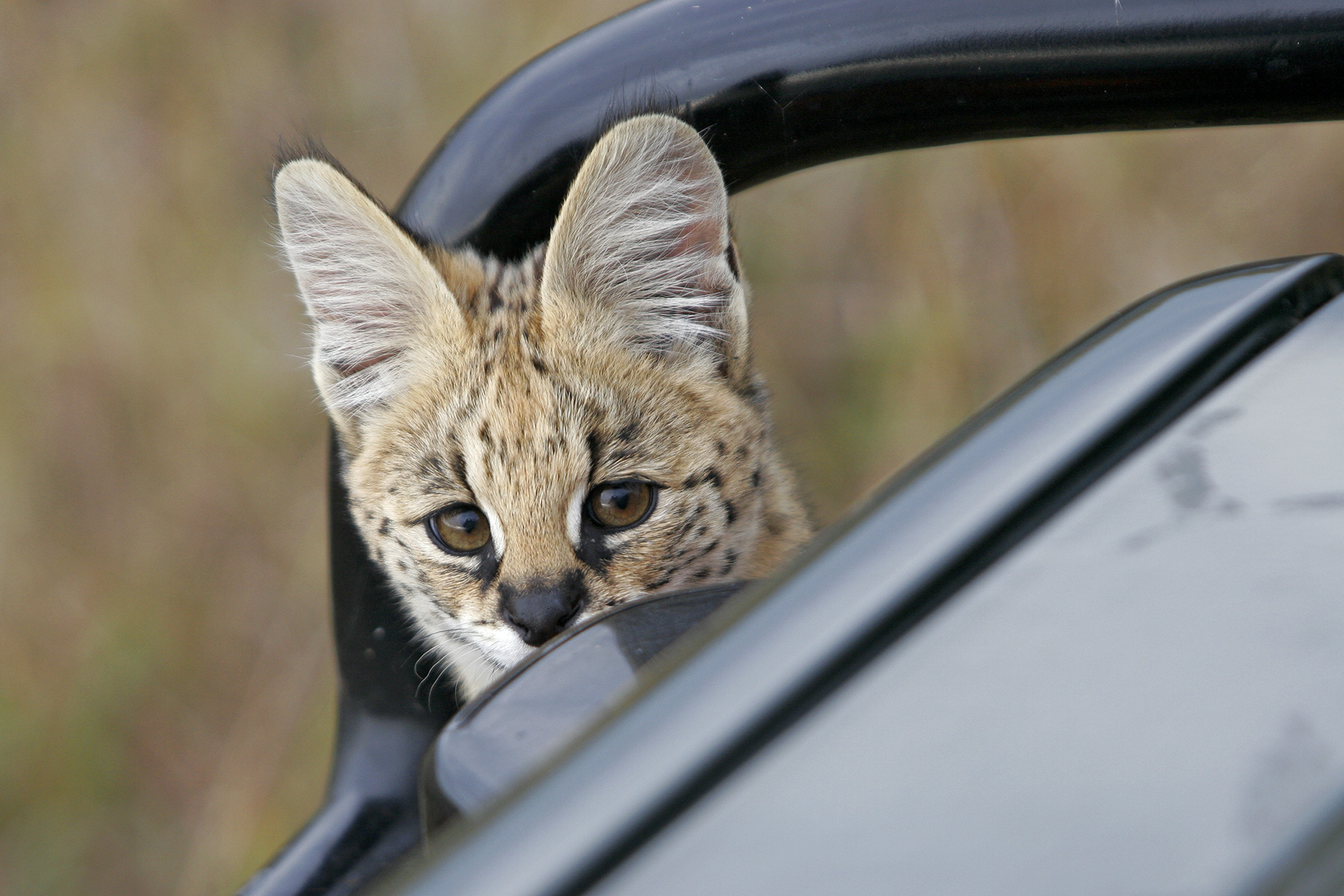 An inquisitive Serval kitten climbs on our vehicle - Masai Mara