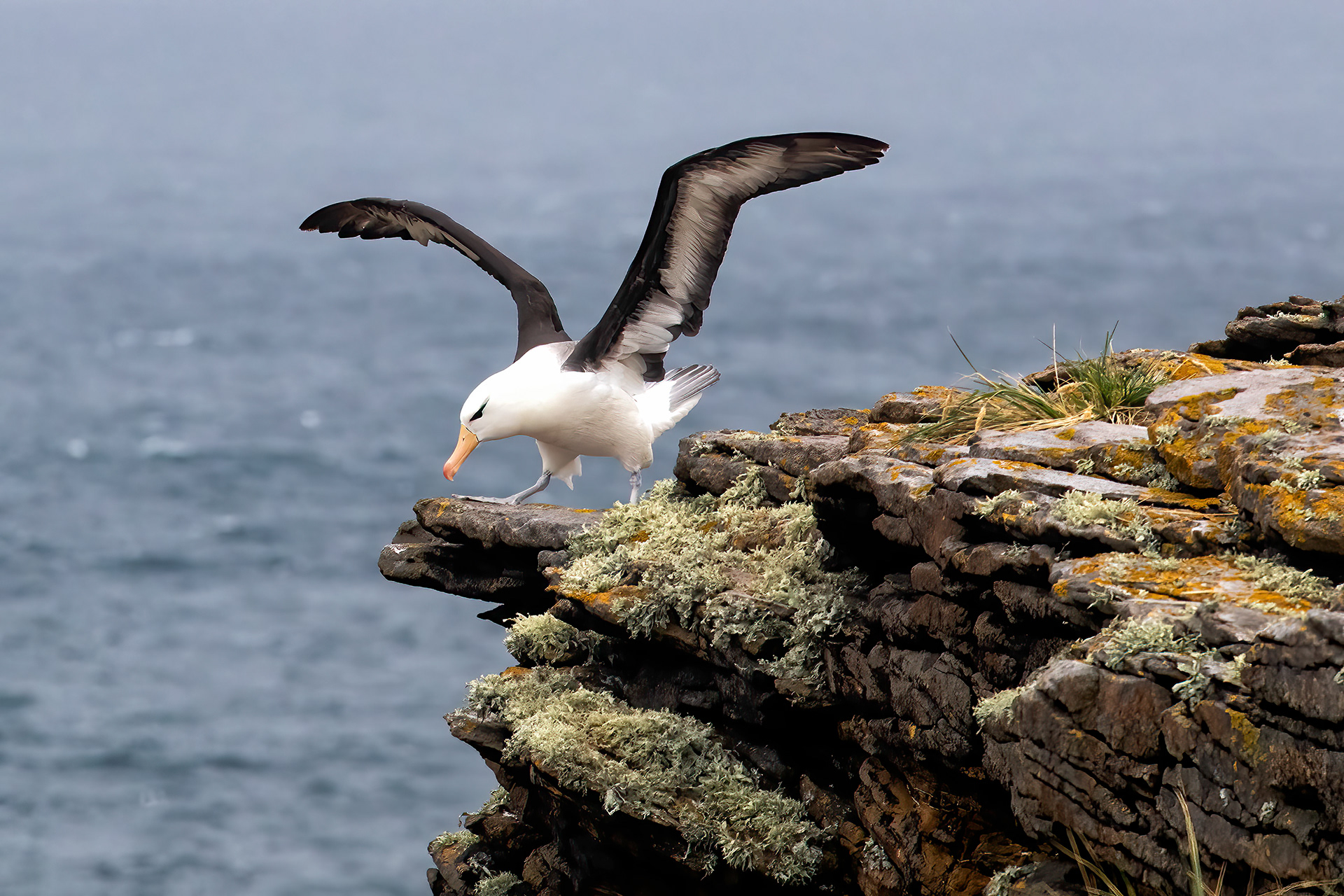 Black-browed Albatross - Falklands - RM