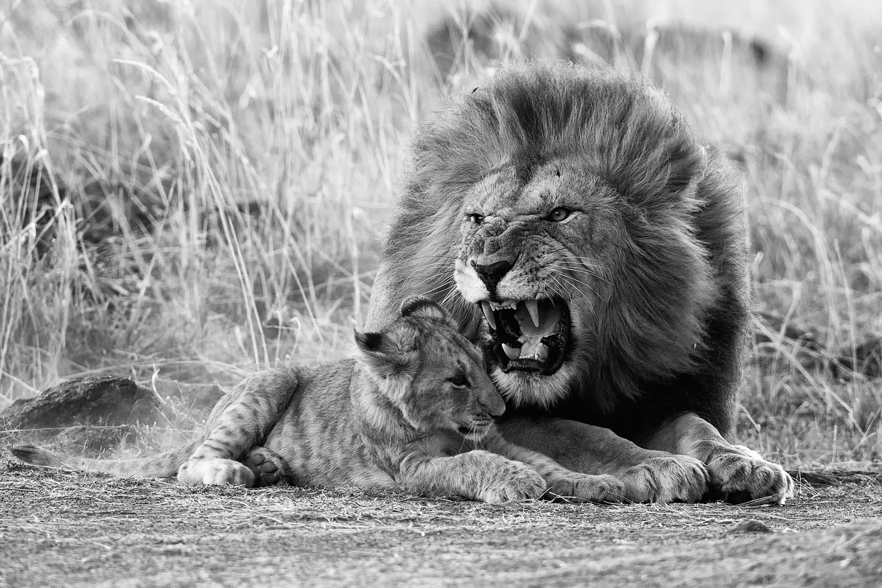 Pride Male with young cub - Masai Mara