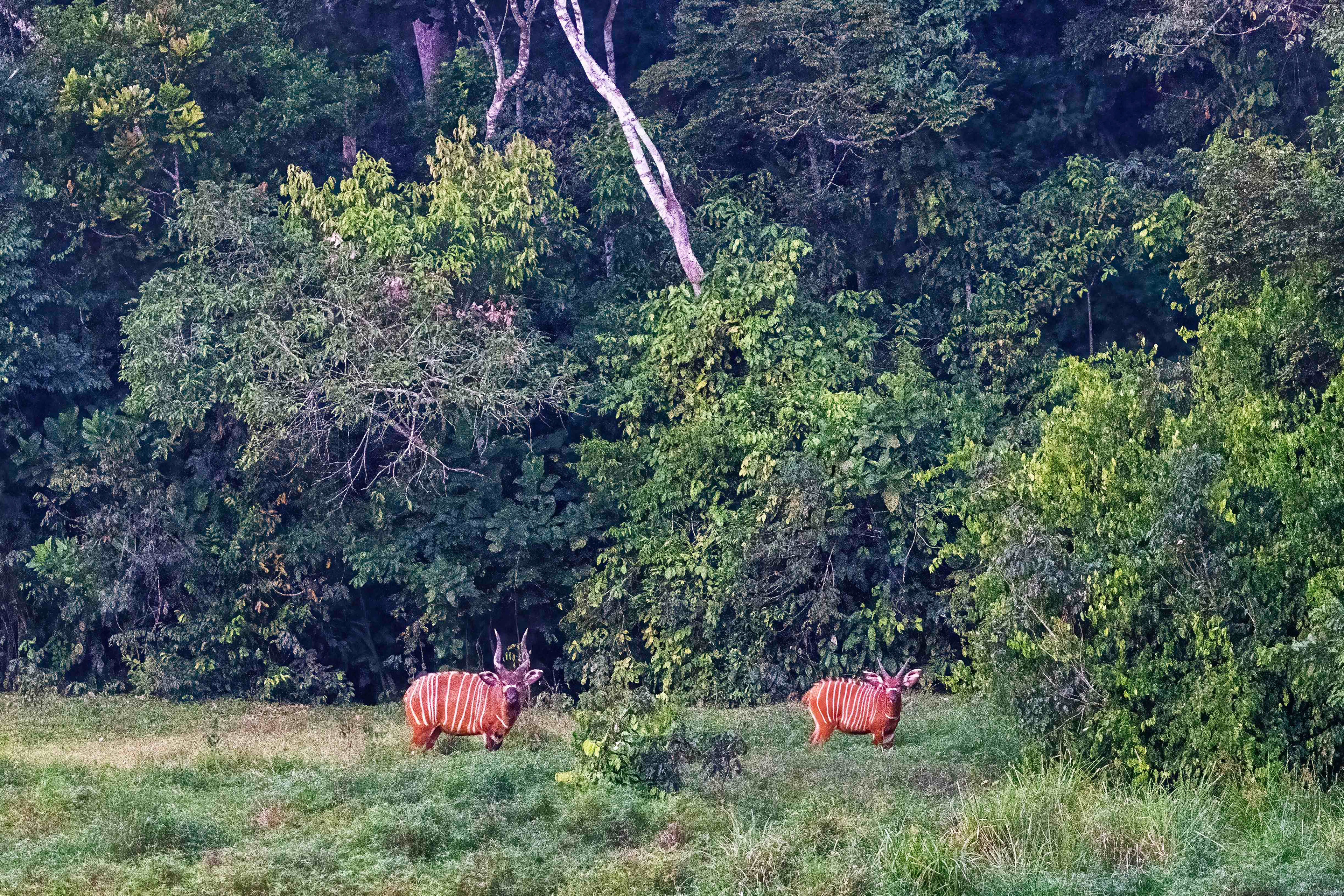 Male and female Bongos in Capitale Bai - Odzala, Republic of Congo-RM