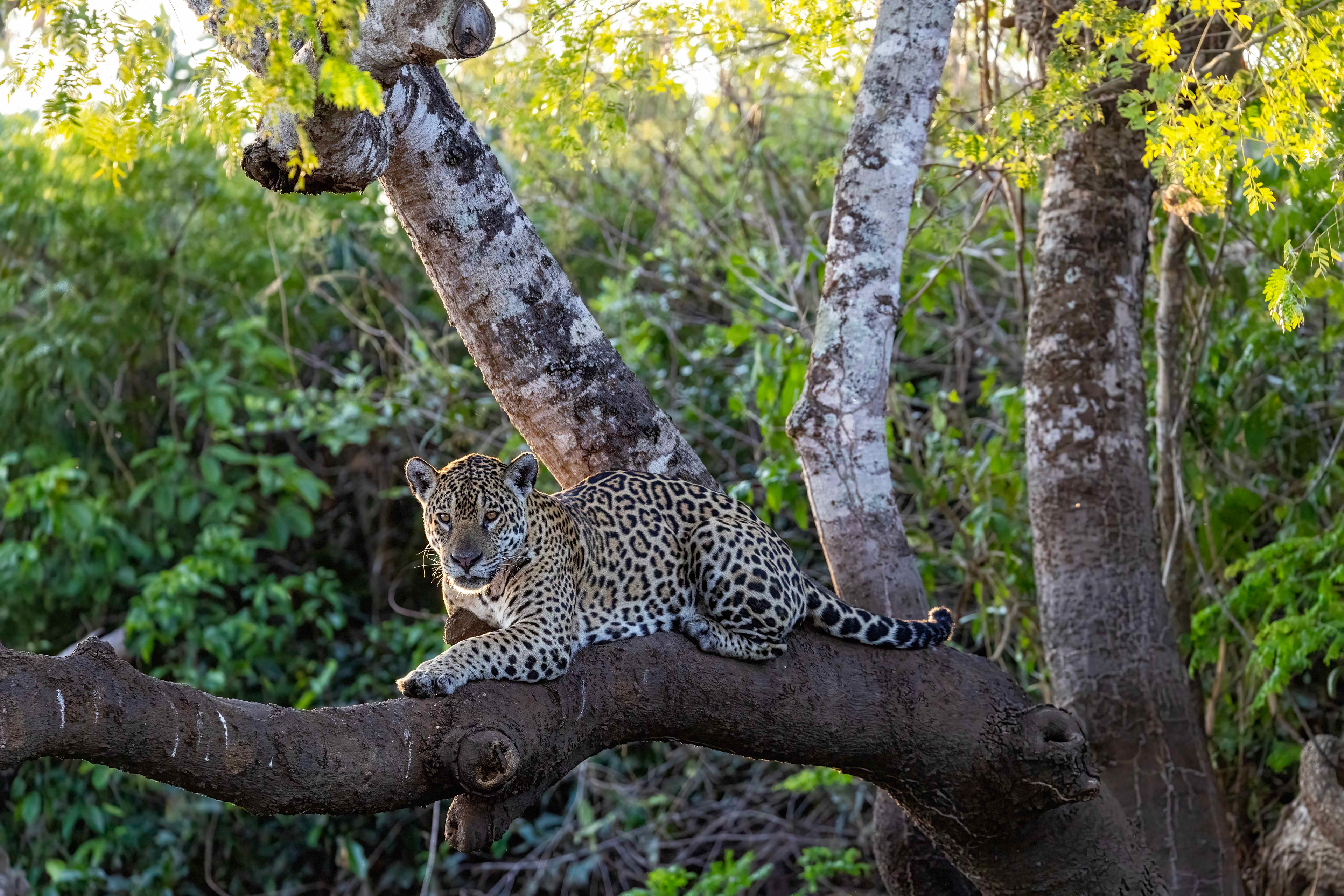 Female Jaguar