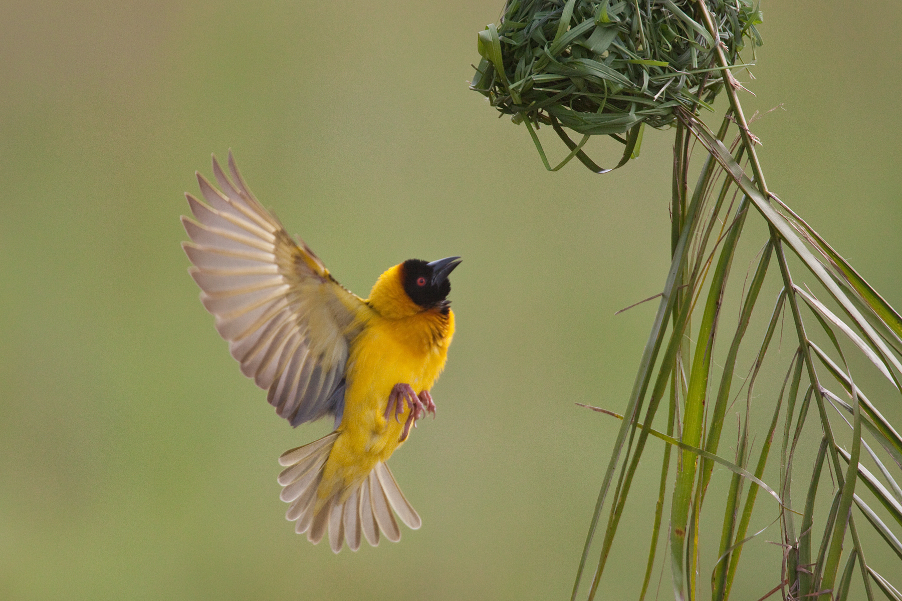 Male Black-headed Weaver building a nest - Masai Mara