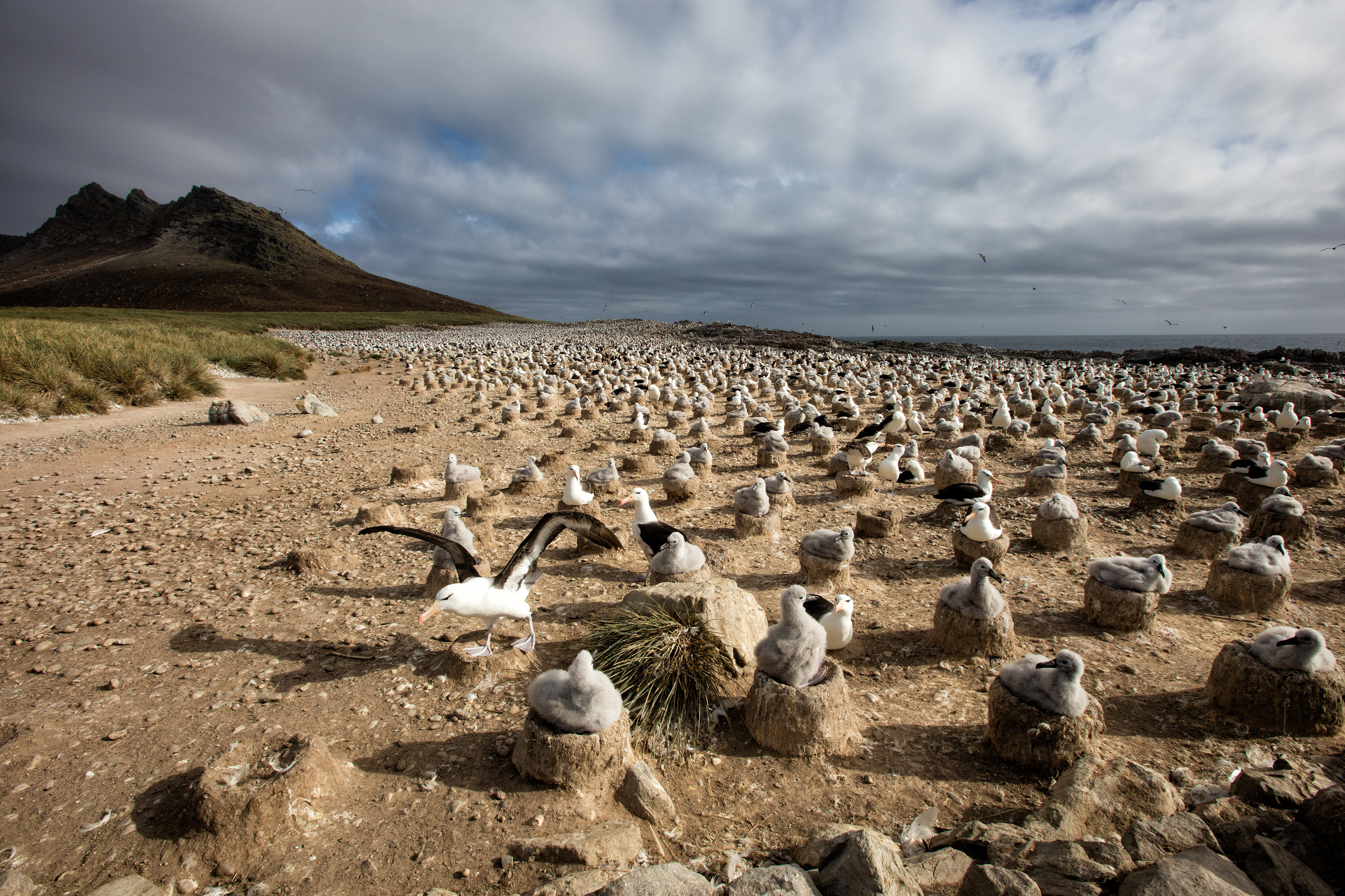 Black-browed Albatross taking off from the colony - Falklands