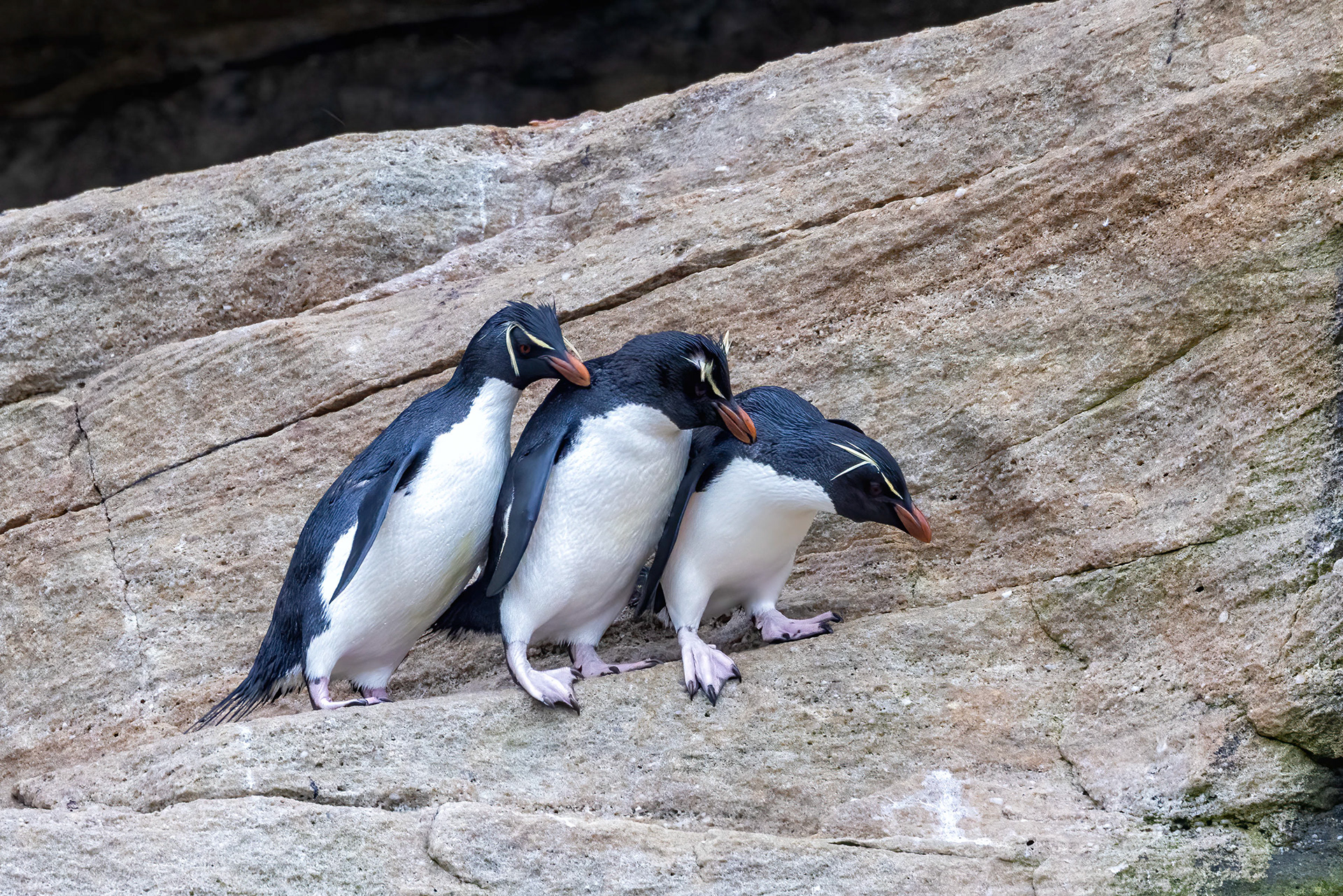Southern Rockhoppers navigating a rock face - Falklands - RM