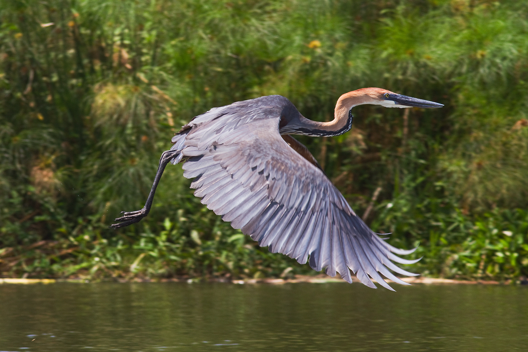 Goliath Heron - Uganda