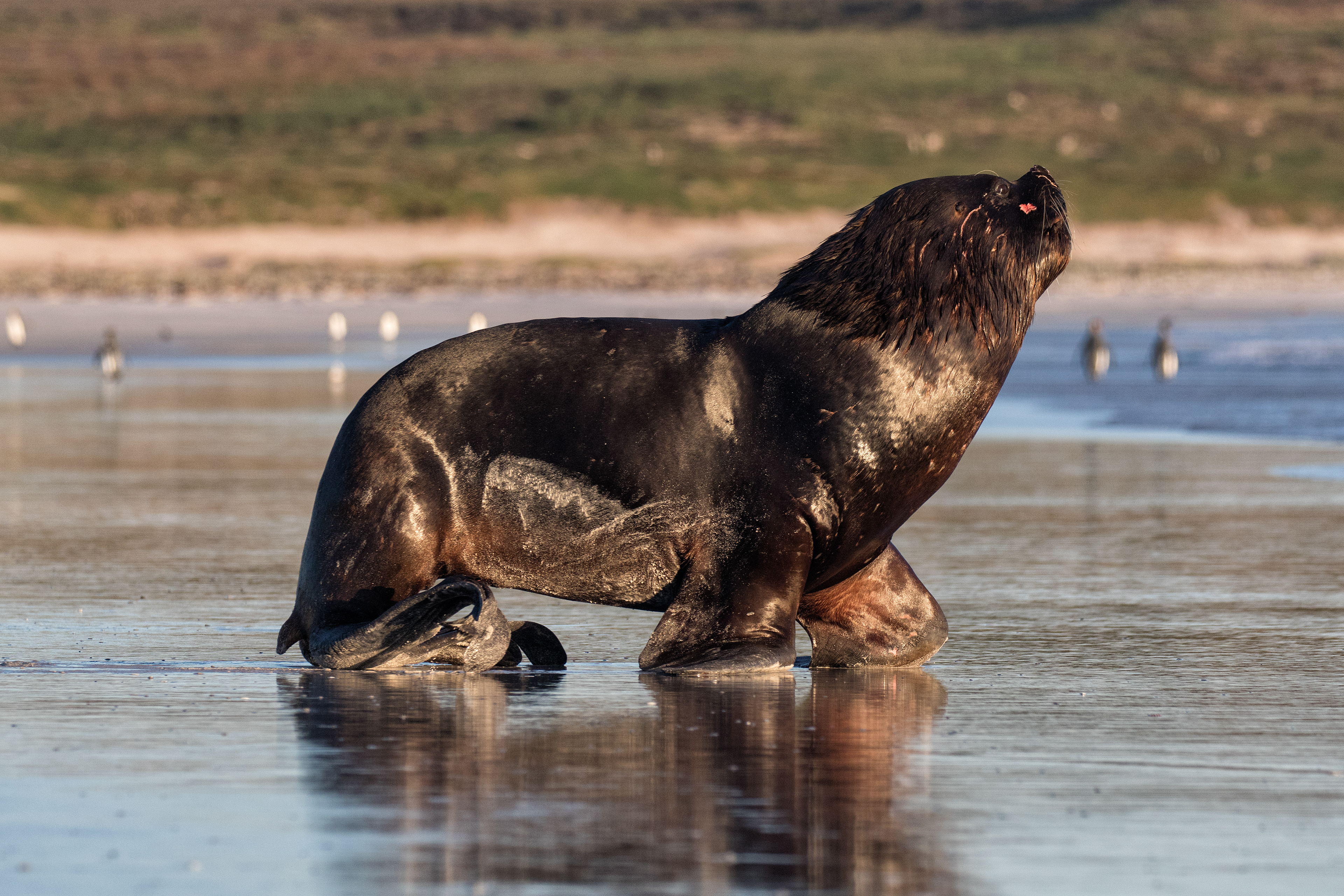Huge male seaxlion hunting penguins - Falklands
