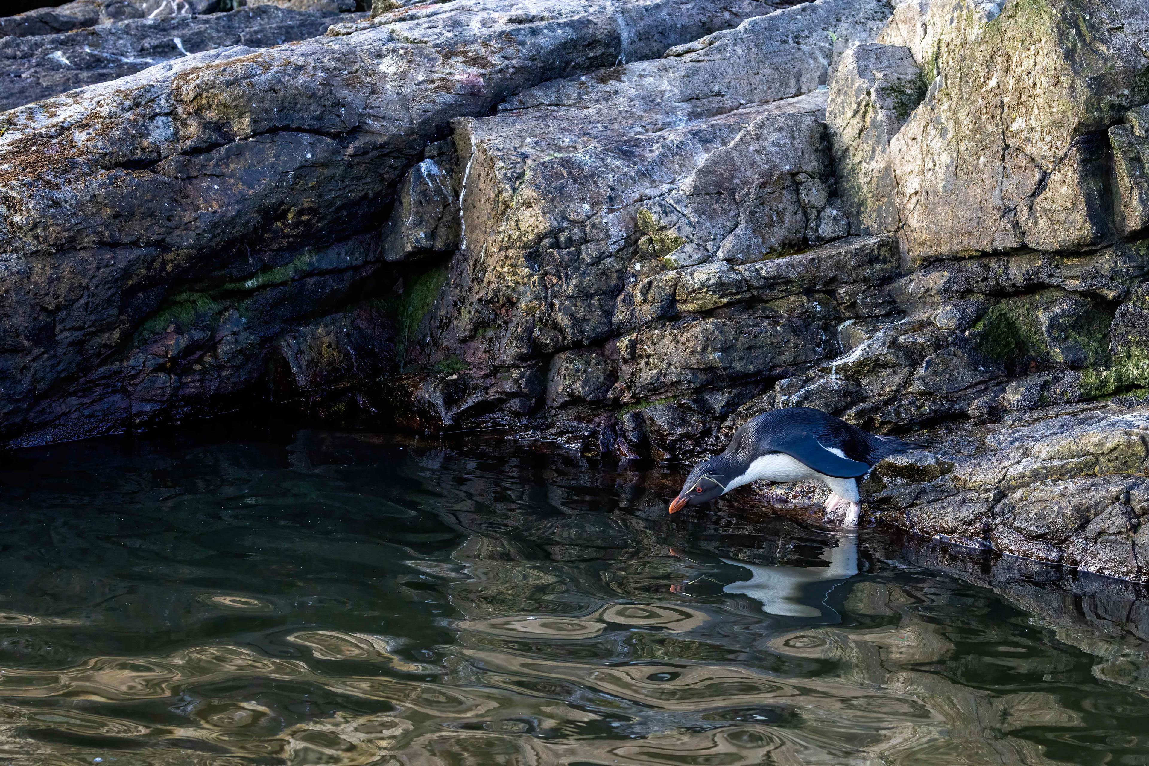 Southern Rockhopper diving into a small rock pool - Falklands - RM