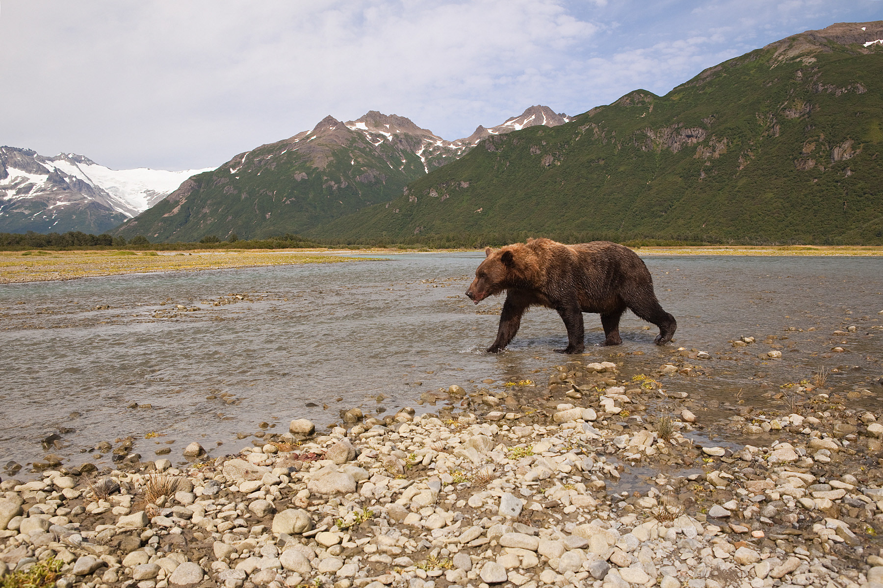 Male Grizzly Bear traversing a coastal stream - Katmai Alaska