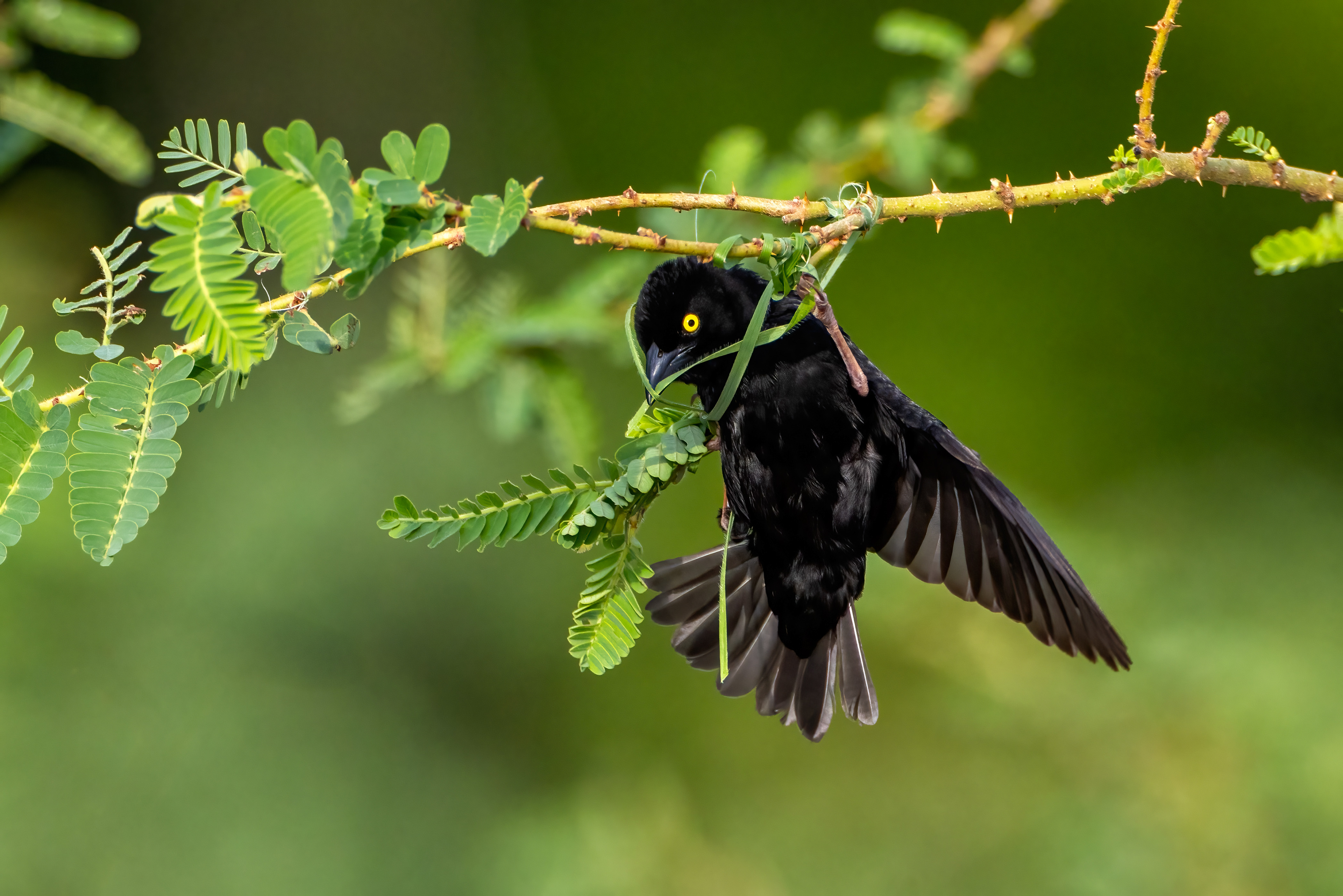 Vieillot's Black Weaver building a nest - Murchison falls national Park, Uganda