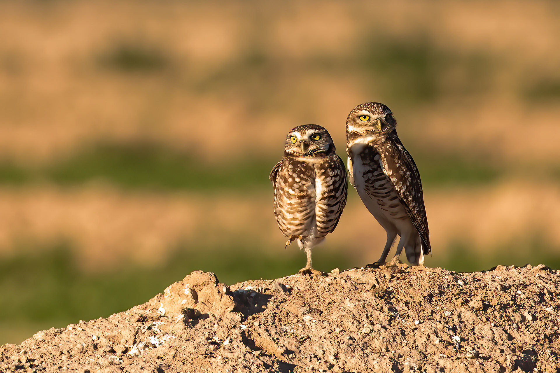 Burrowing Owls