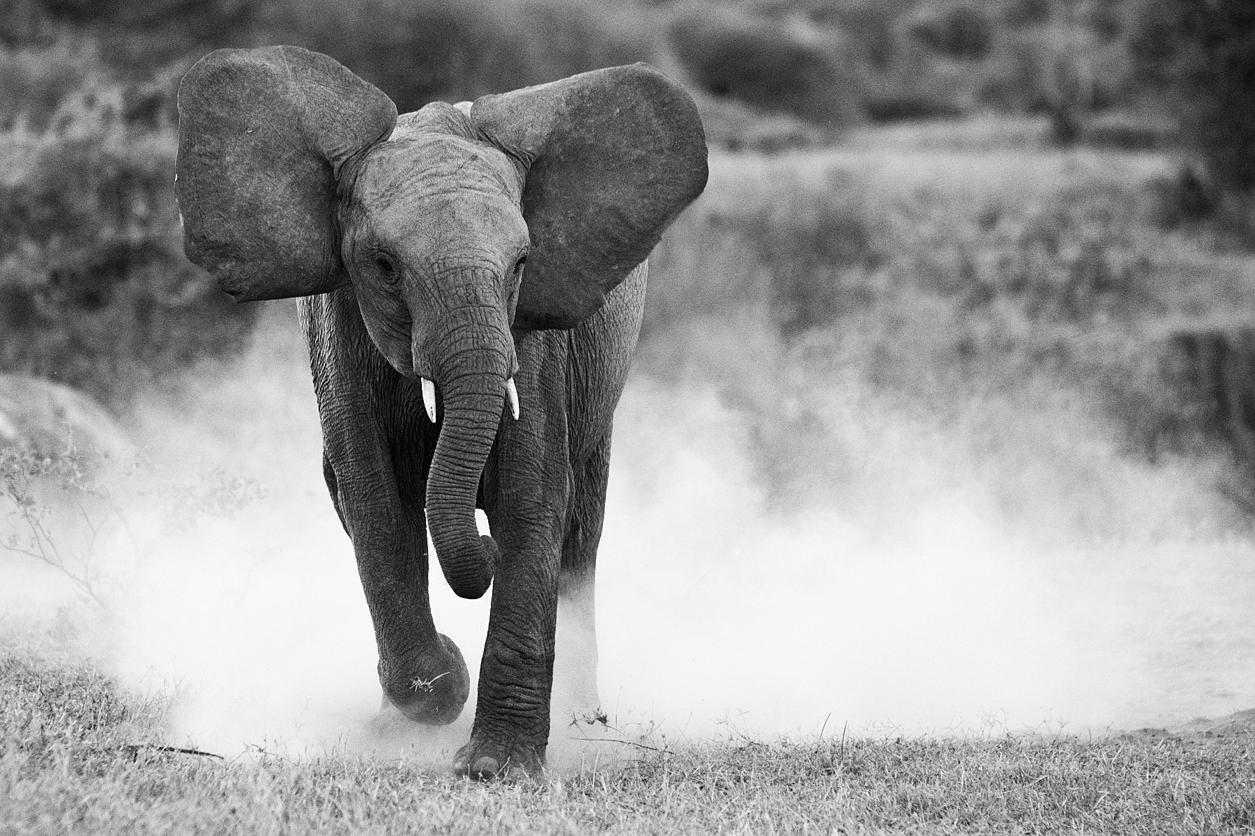 Young Elephant mock charging - Kenya