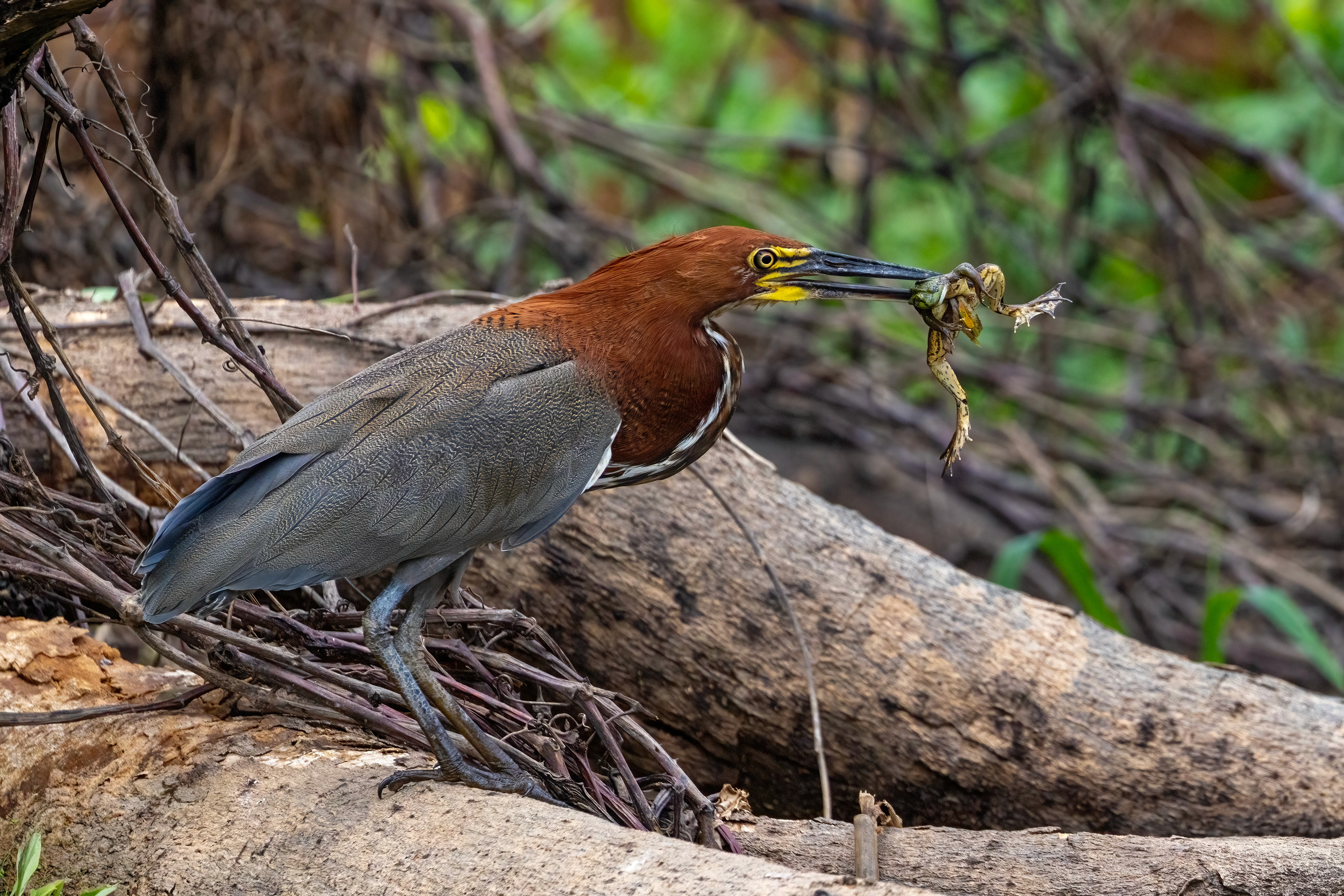 Tiger Heron with large frog 