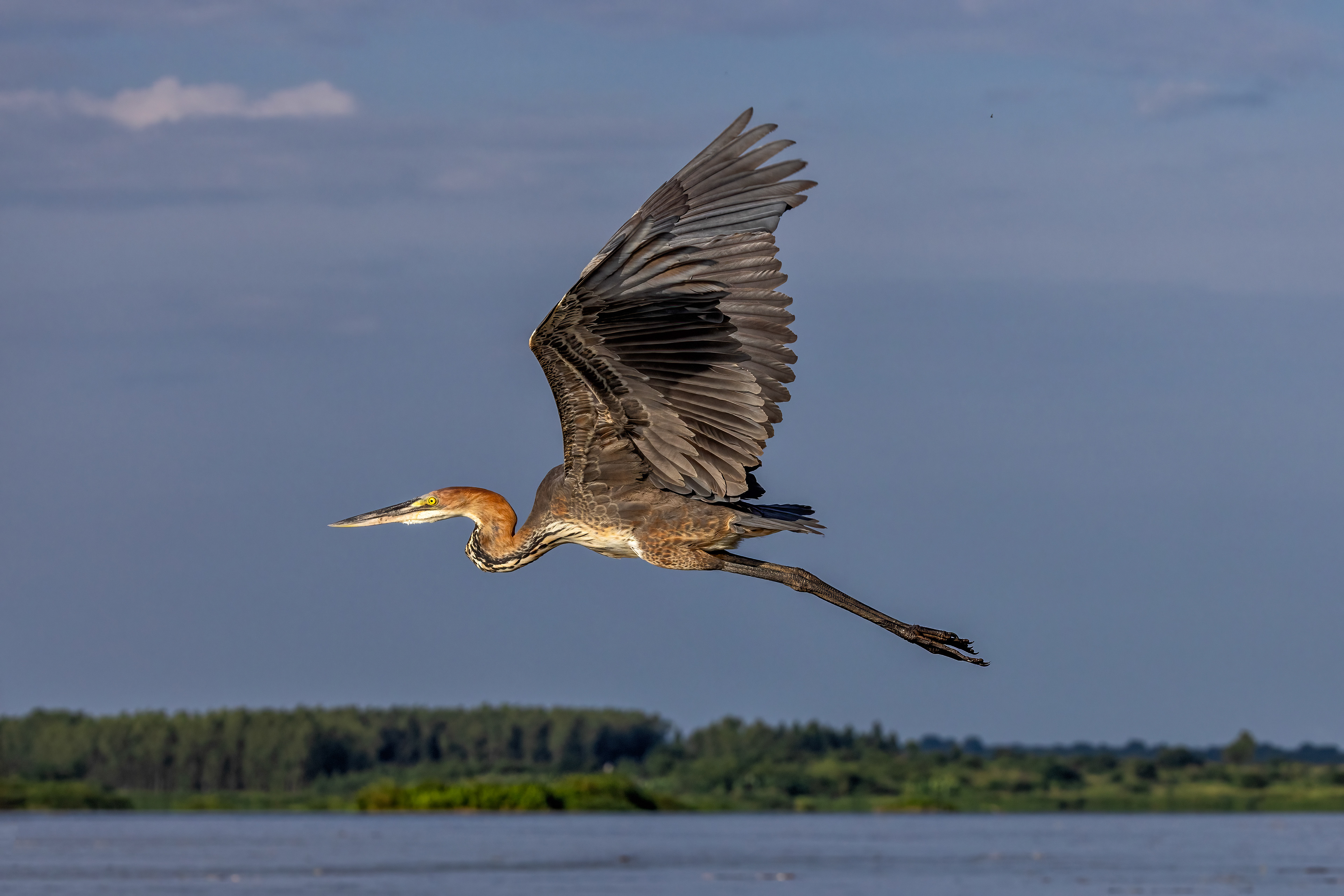 Goliath Heron - Murchison Falls, Uganda - RM