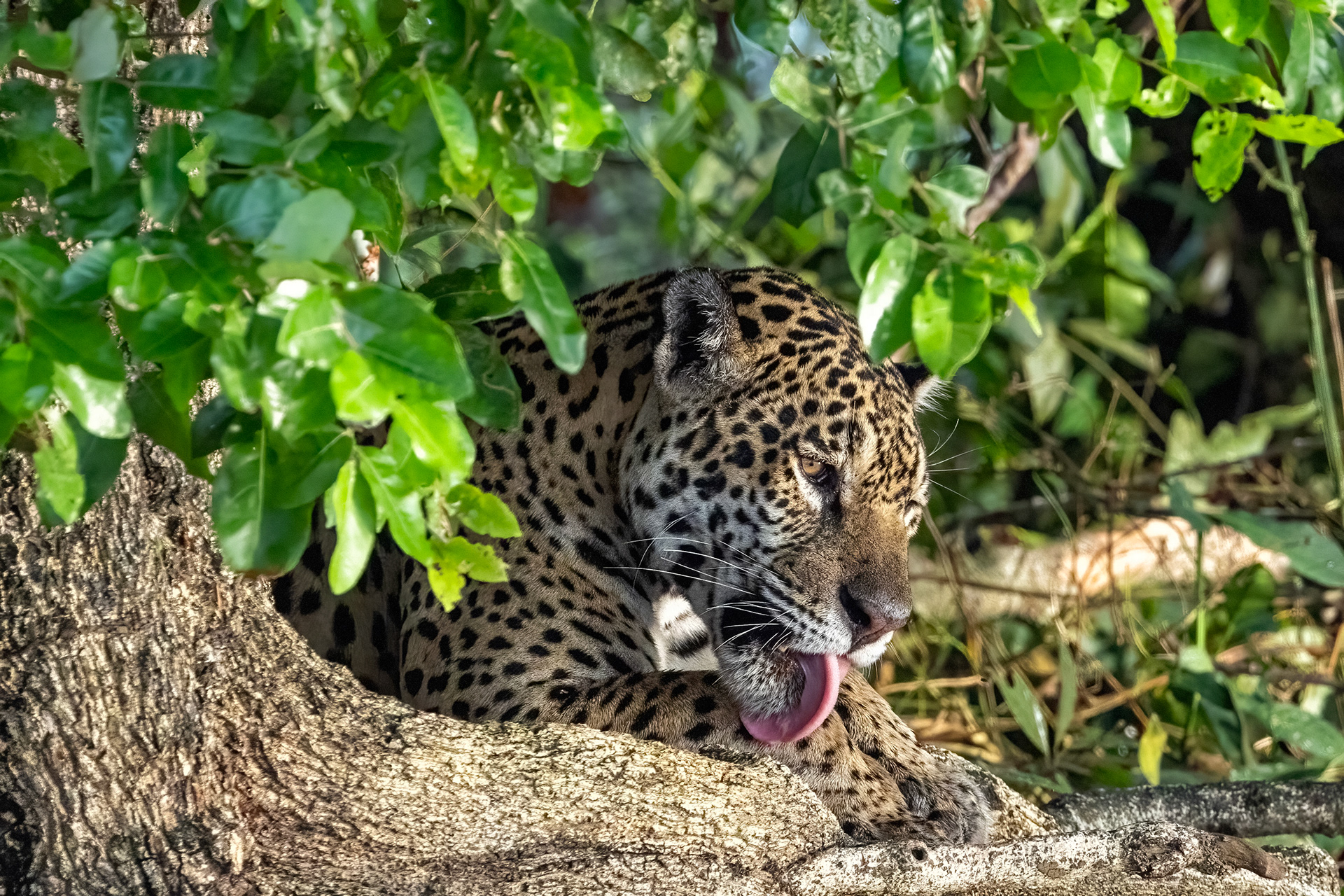Female Jaguar