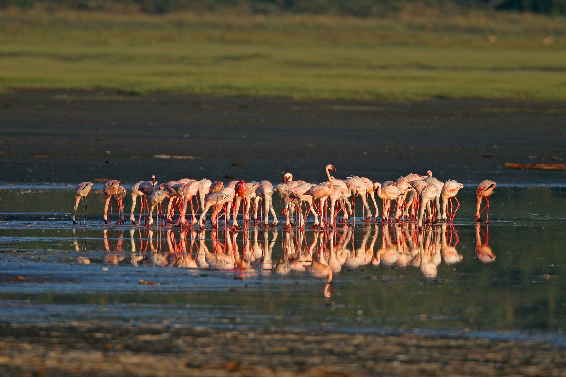 Flamingos feeding at dawn - Nakuru