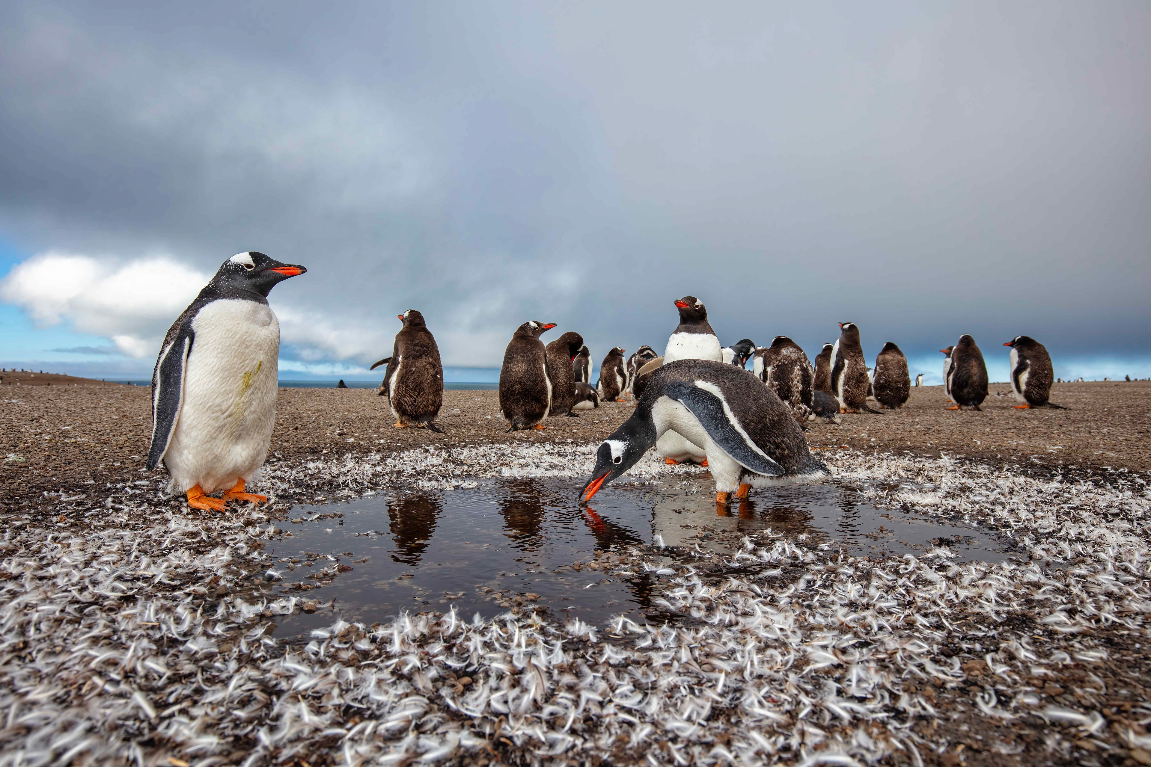 Gentoo Penguins molting - Falklands