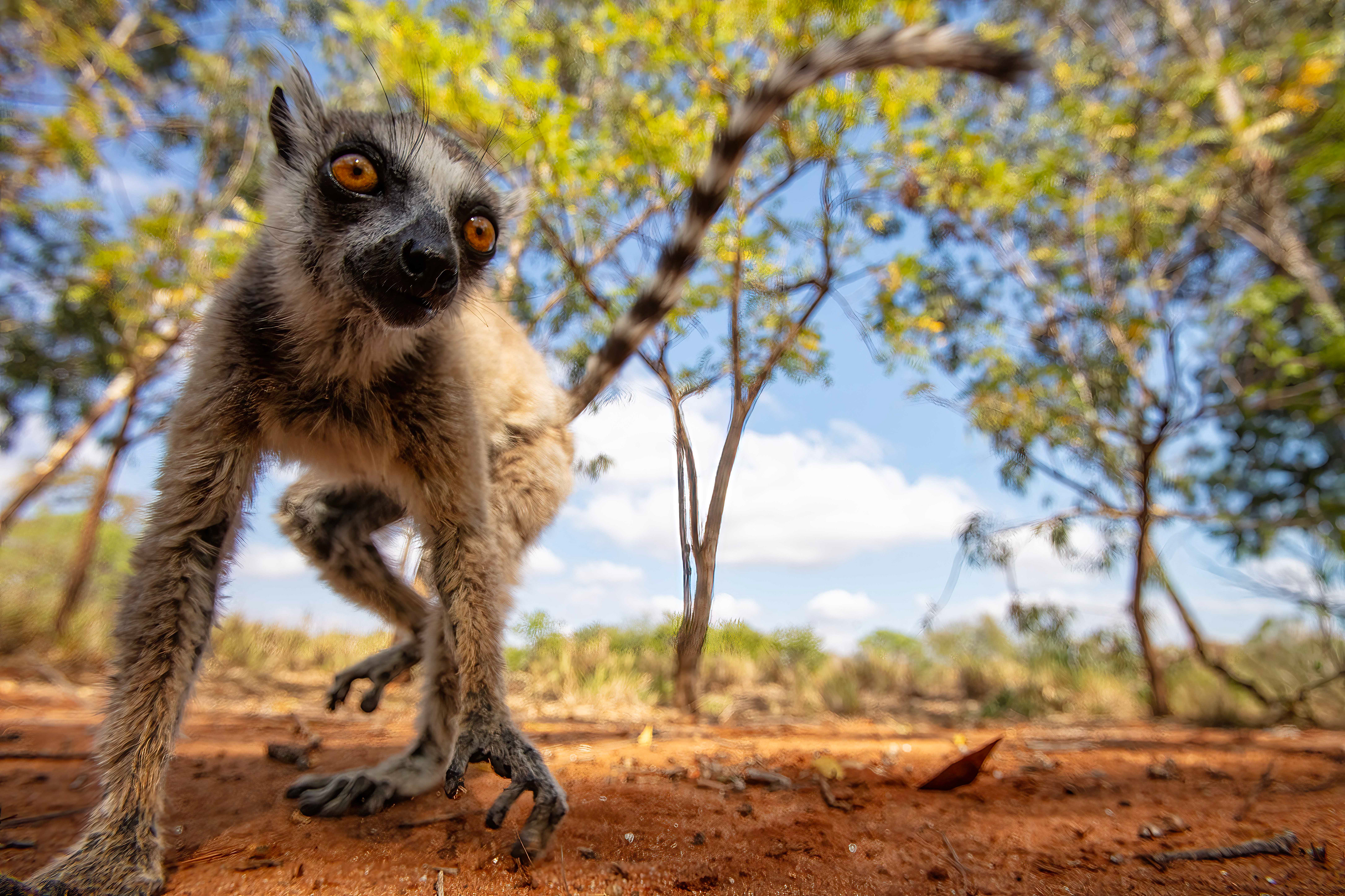 Ring-tailed lemur investigating my camera - berenty